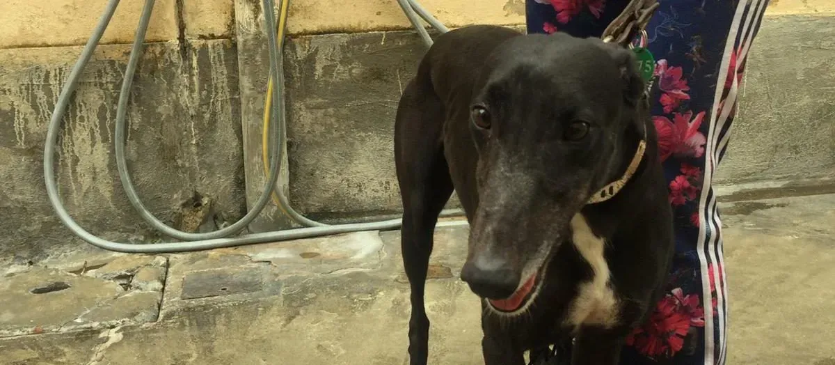 jewel super gun adozione greyhound macao 3 e1546038499905