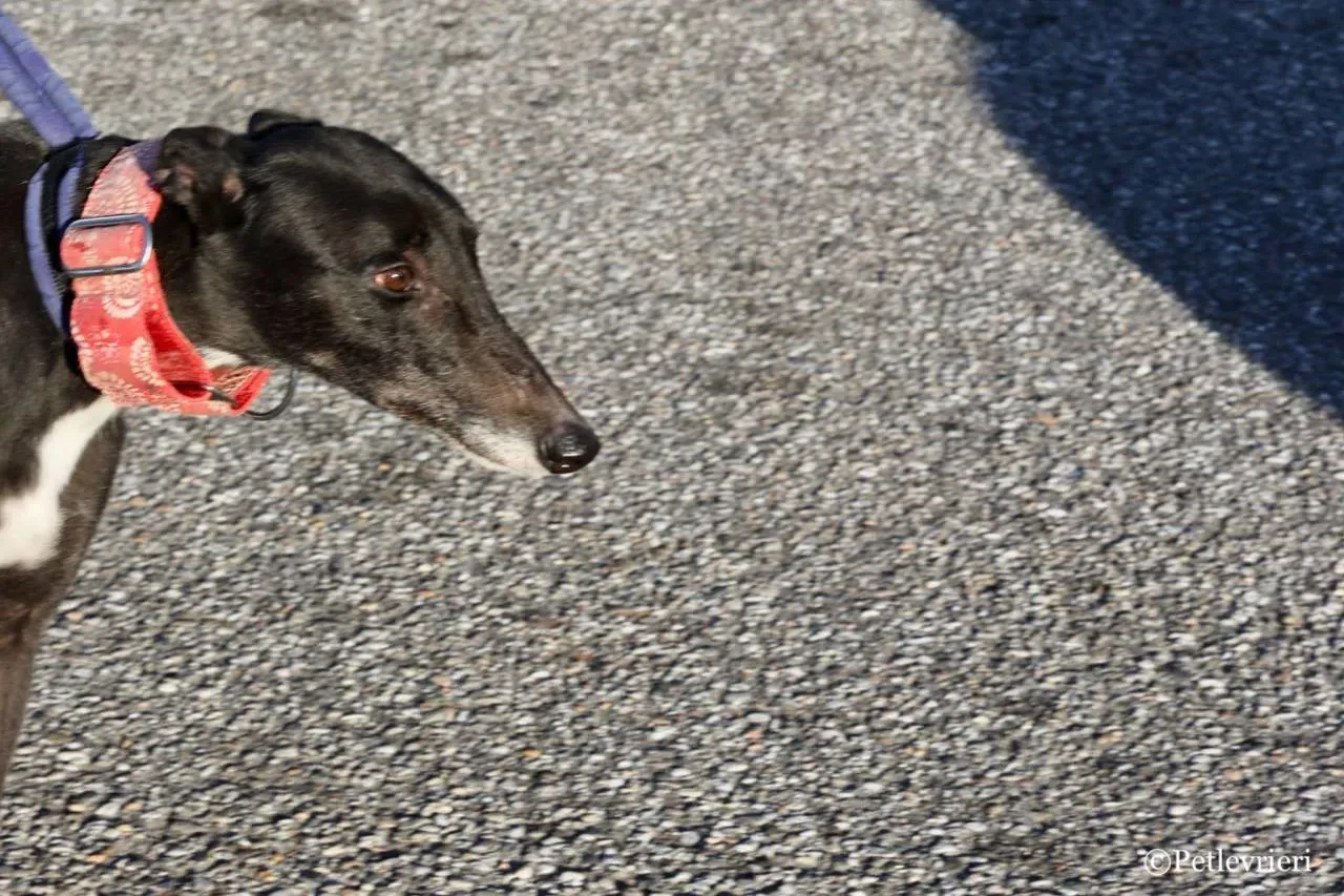 jewel super gun adozione greyhound macao 4 1