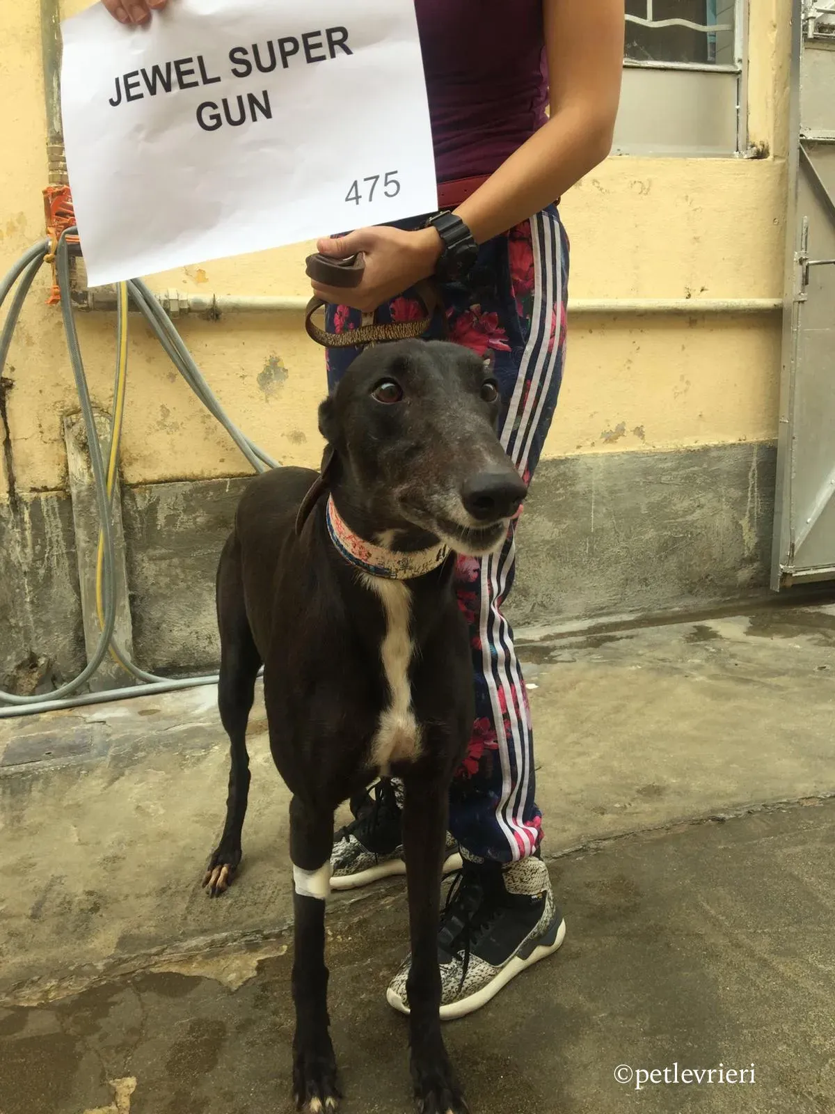 jewel super gun adozione greyhound macao 4