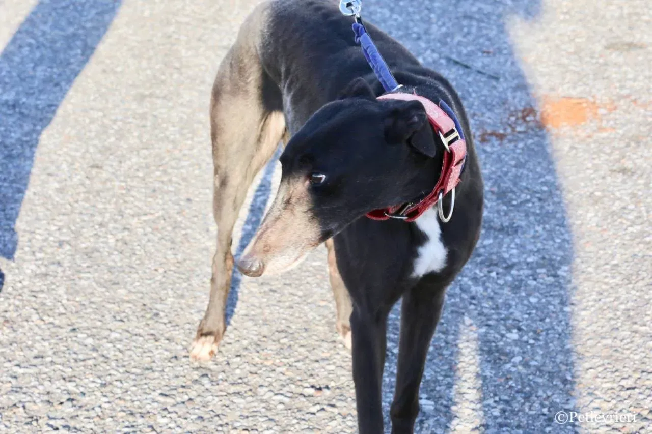 jewel super gun adozione greyhound macao 5