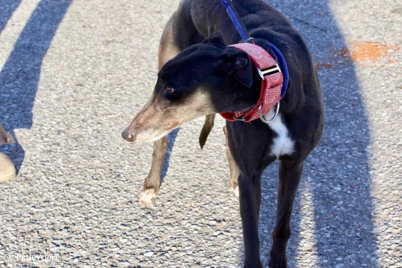 jewel super gun adozione greyhound macao 6