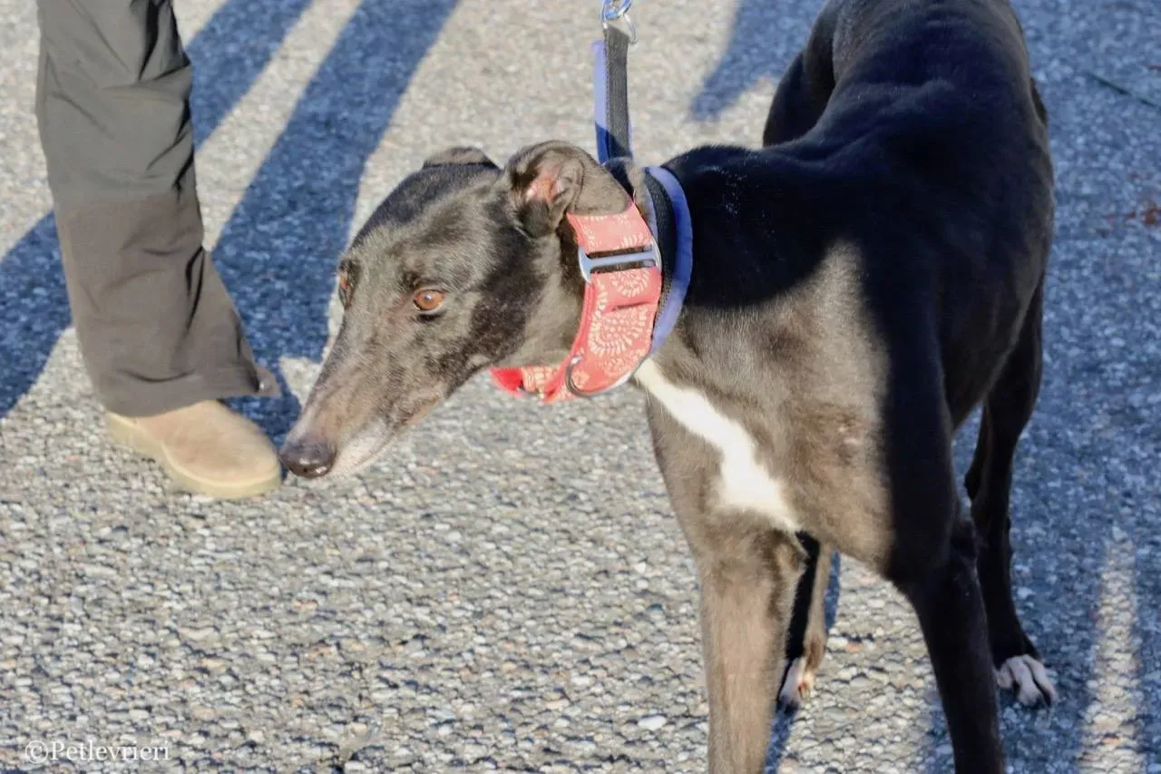 jewel super gun adozione greyhound macao 7
