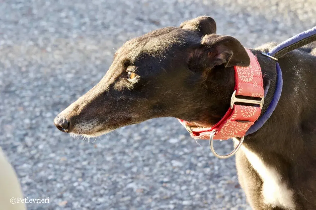 jewel super gun adozione greyhound macao 8