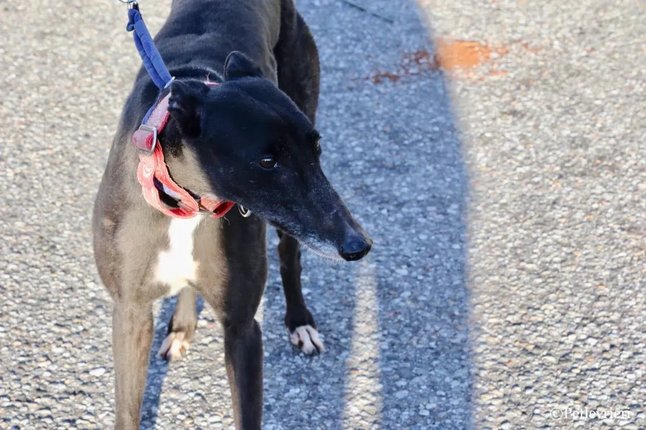 jewel super gun adozione greyhound macao 9