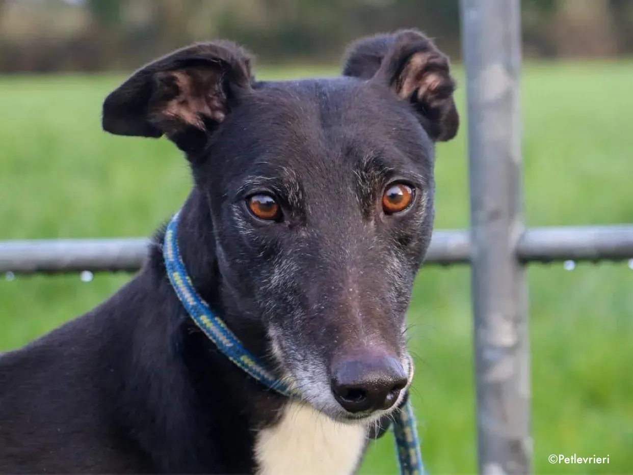 jim adozione levrieri greyhound 1 1