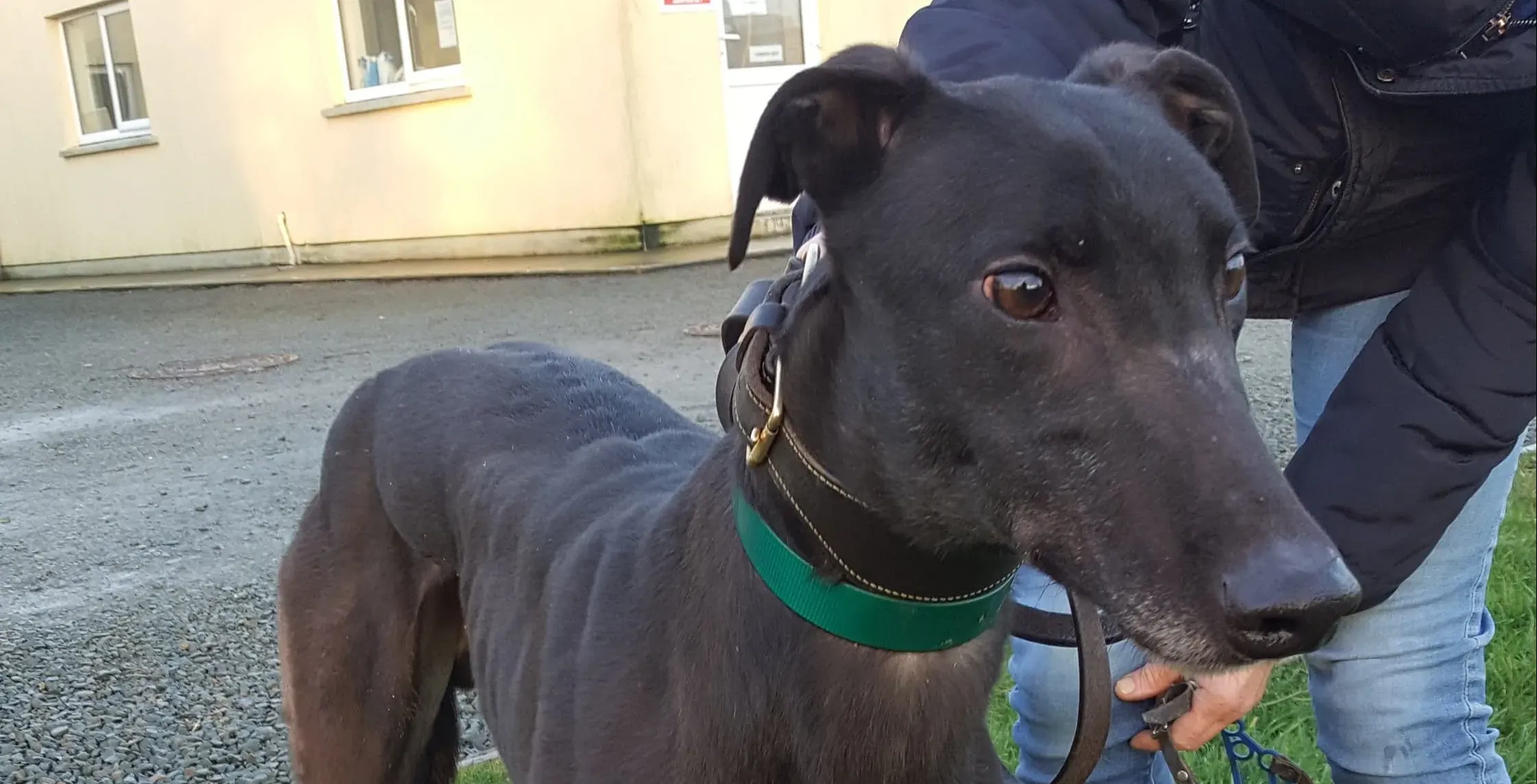 jim adozione levrieri greyhound 4 e1545076544406