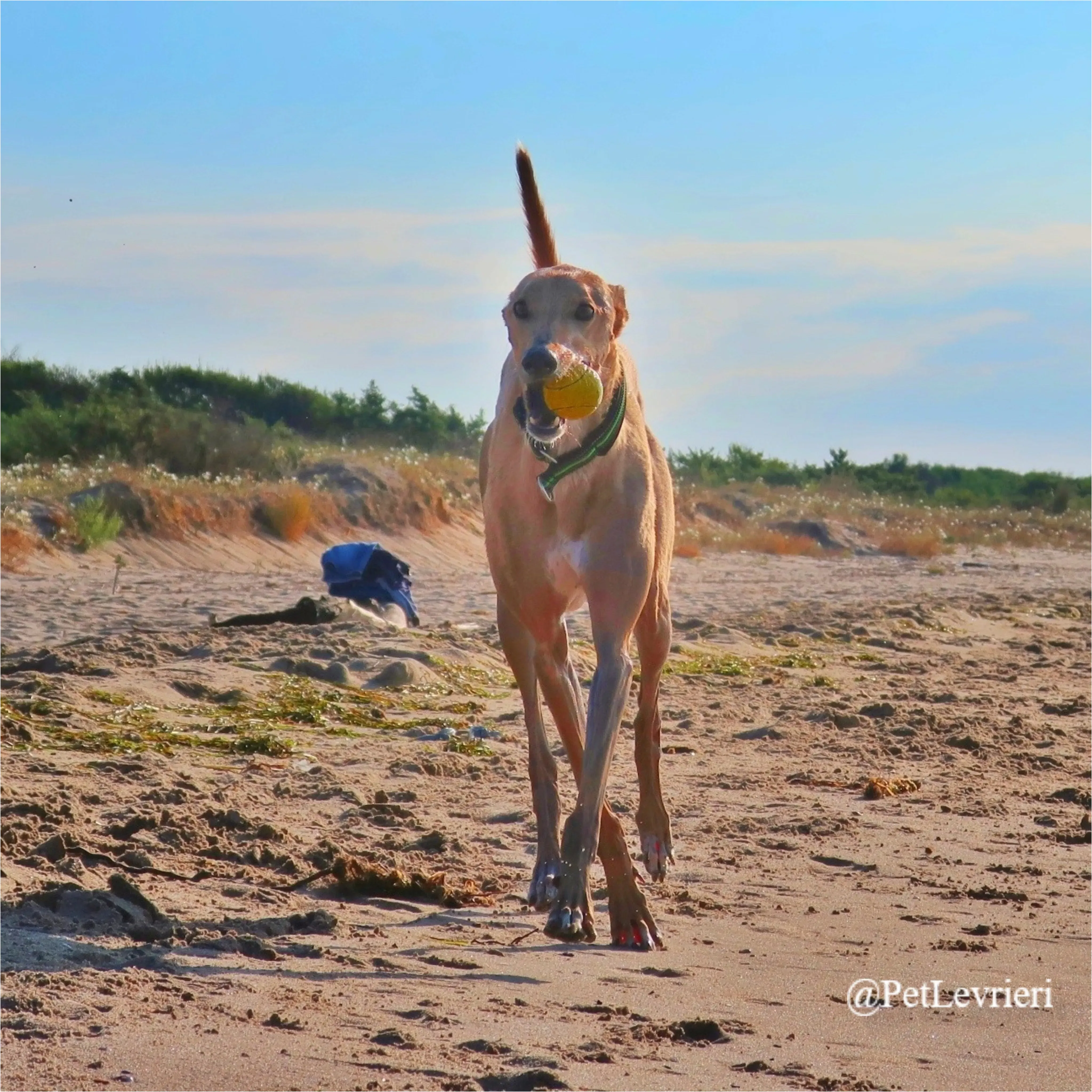 jimbo11New Phototastic Collage