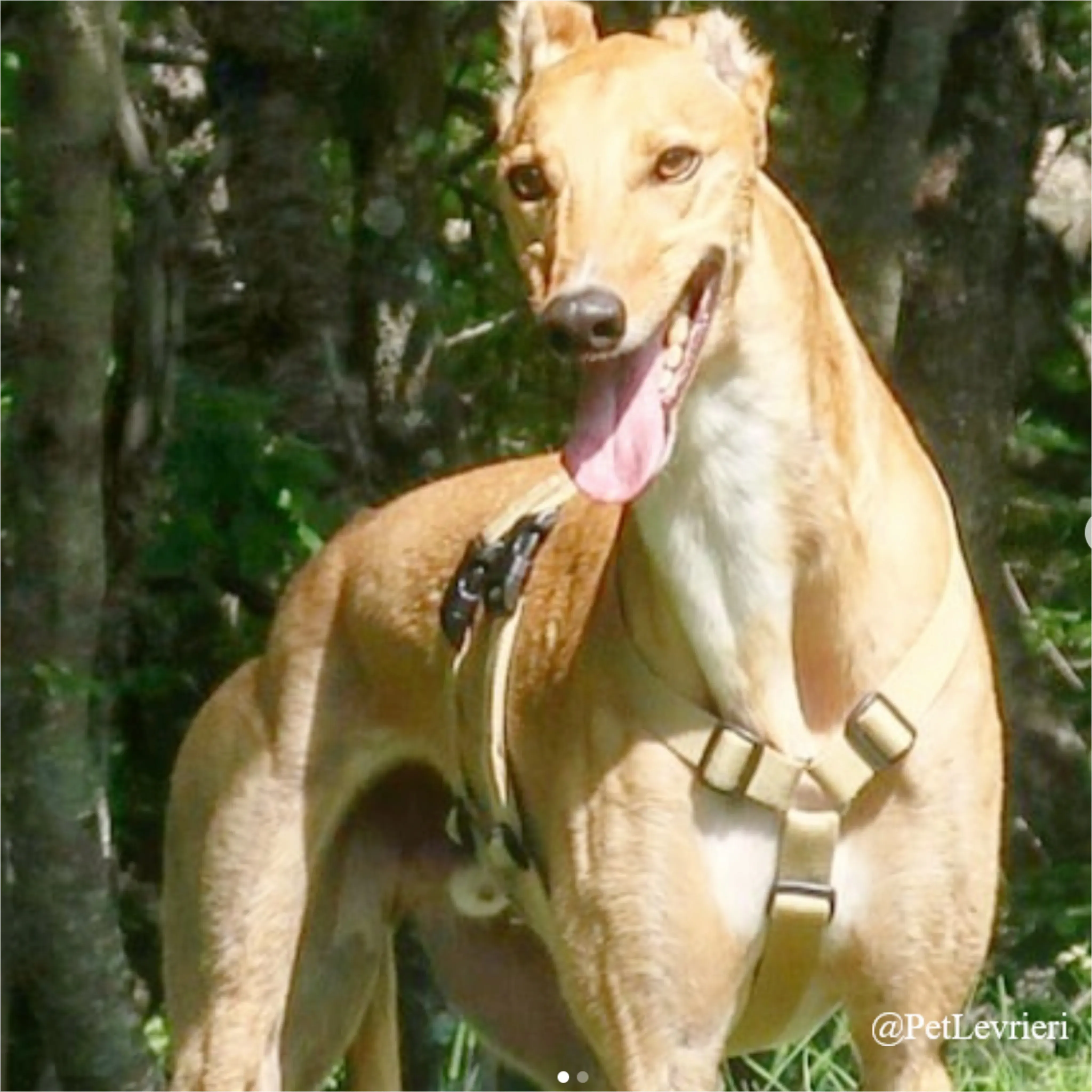 jimbo3New Phototastic Collage