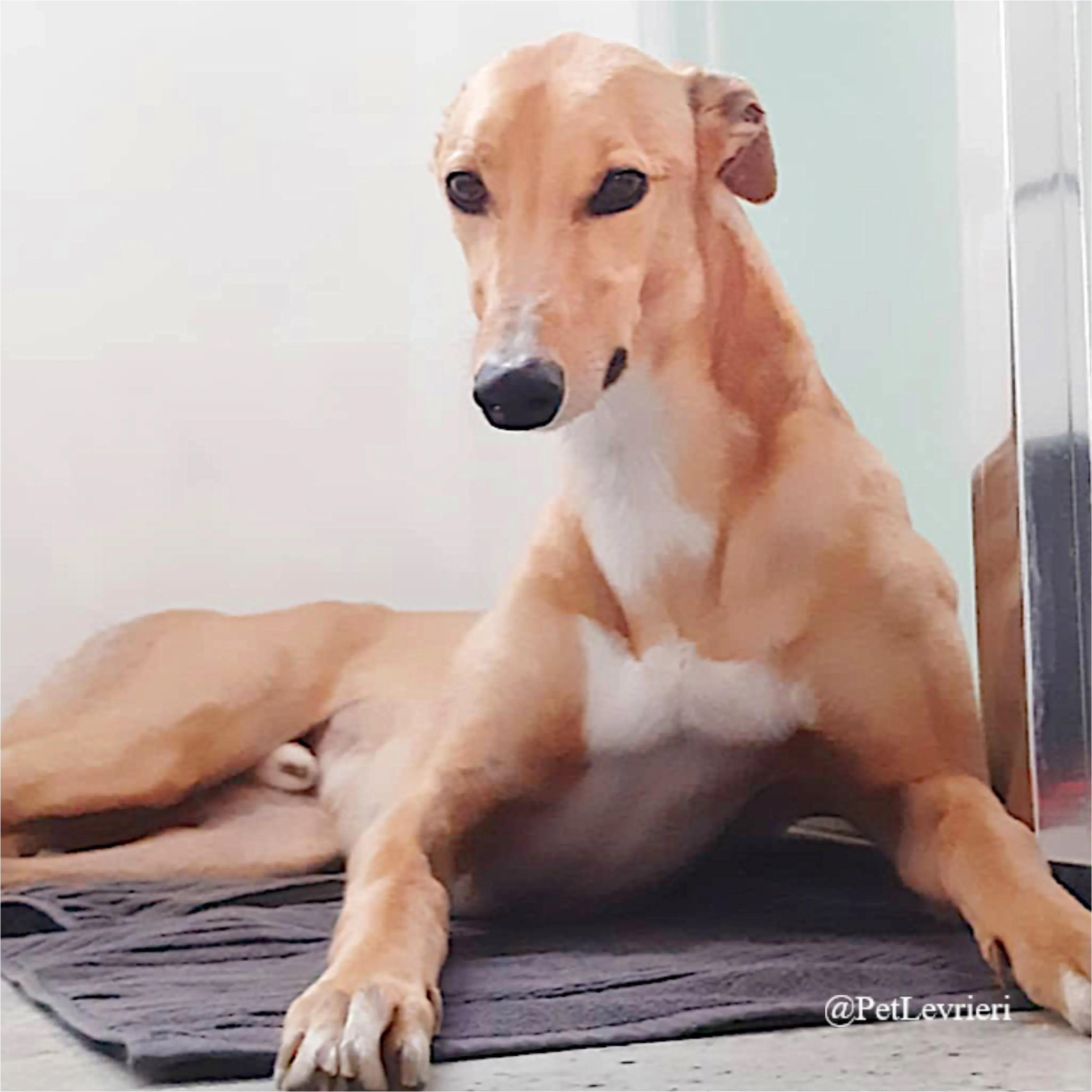 jimbo4New Phototastic Collage