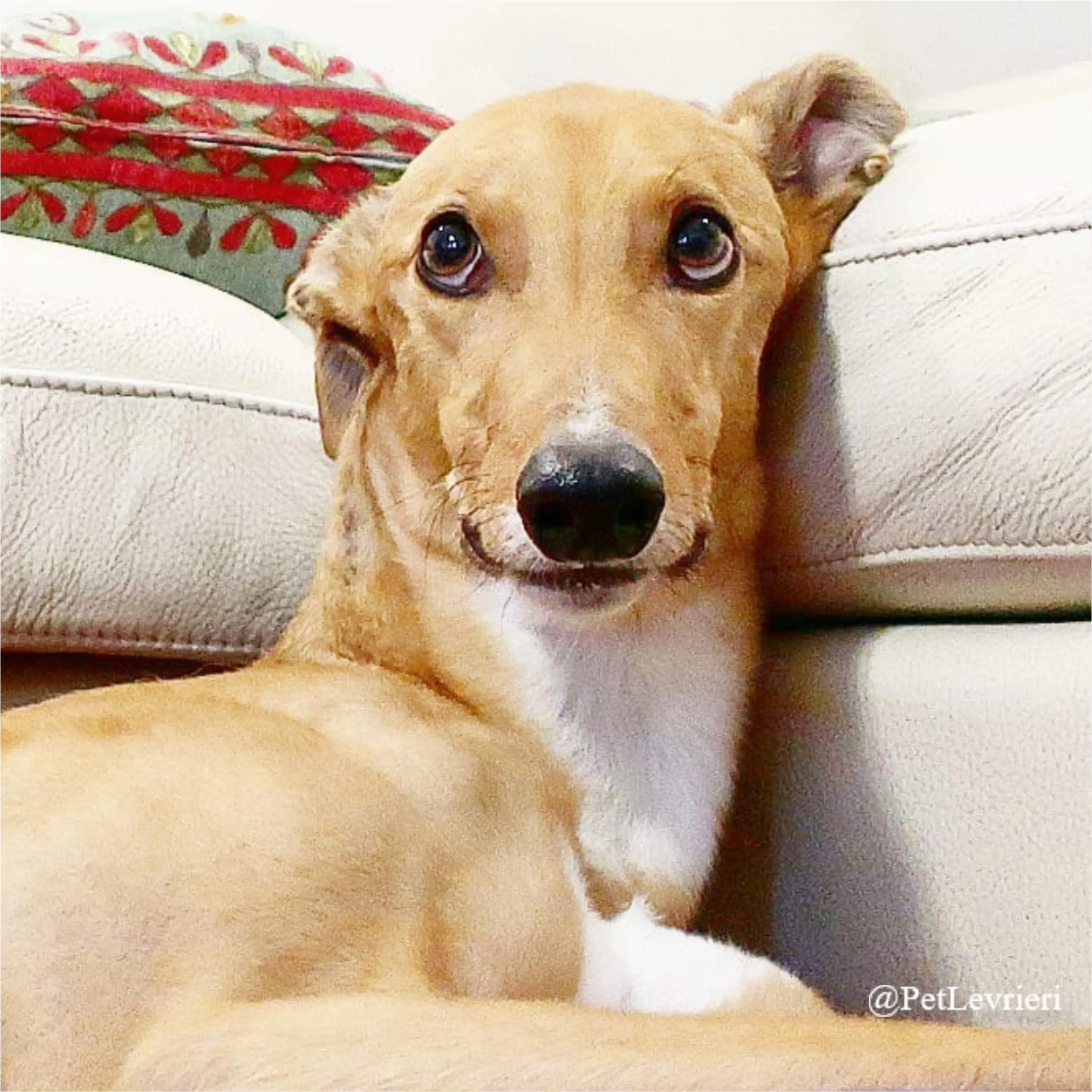 jimbo5New Phototastic Collage