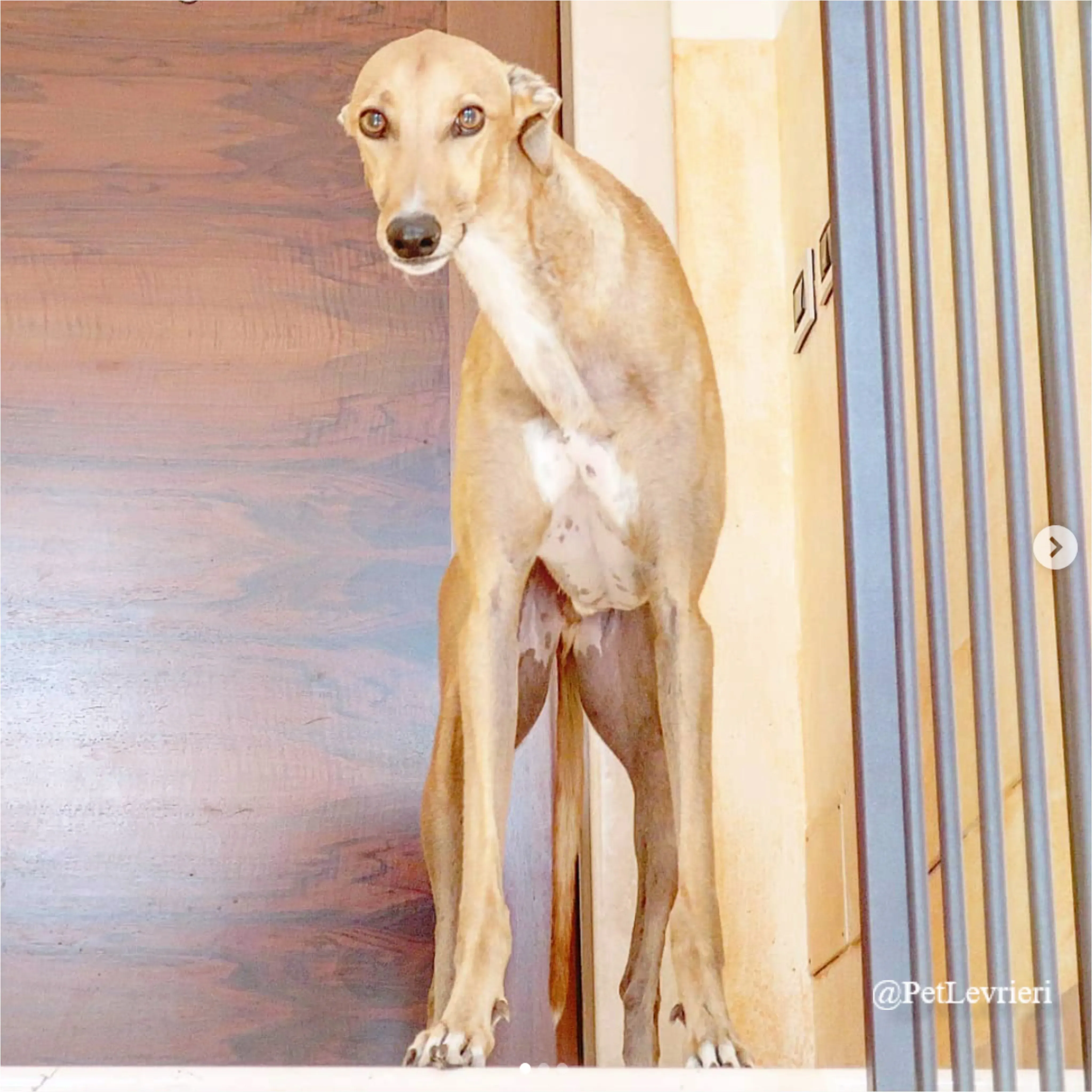 jimbo6New Phototastic Collage