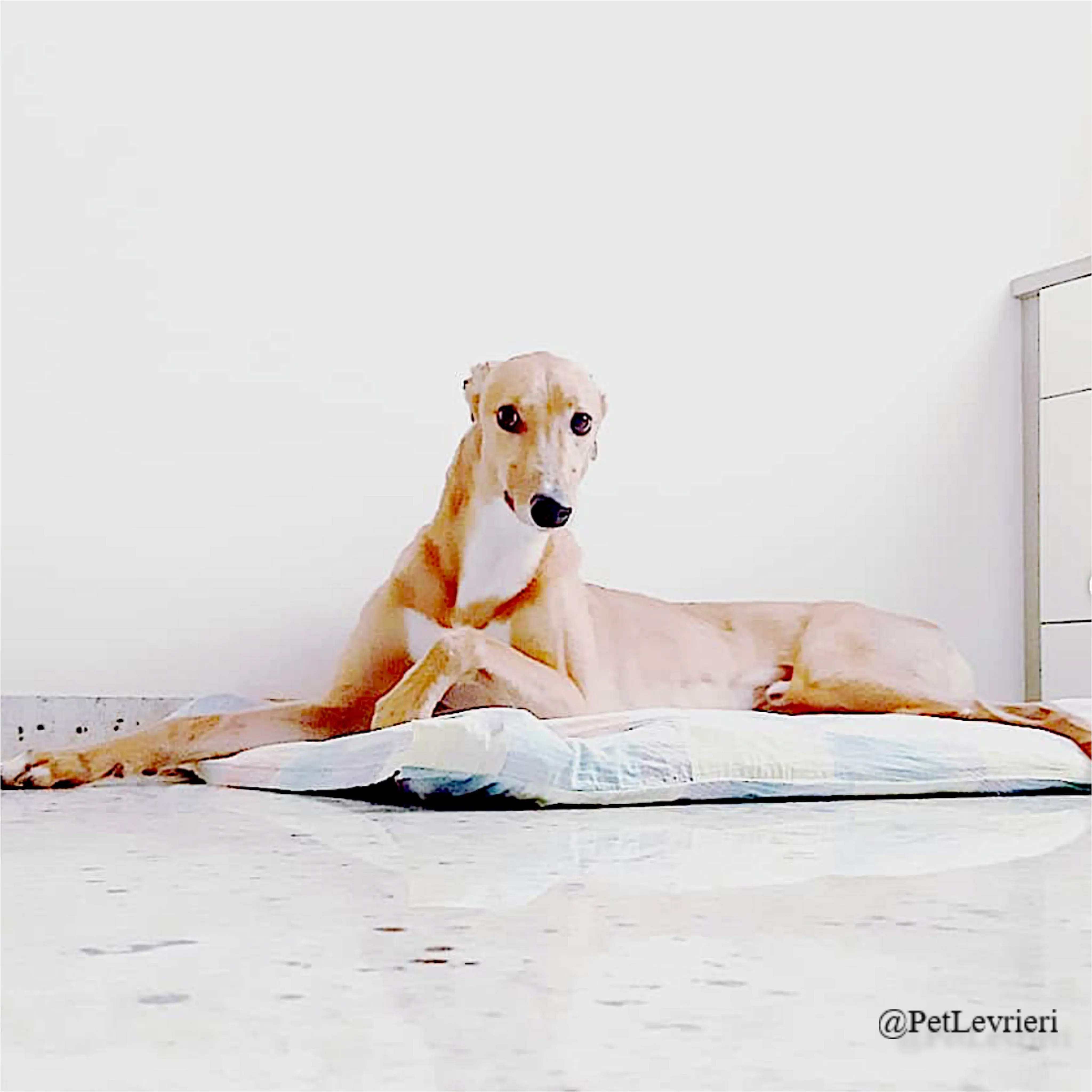 jimbo9New Phototastic Collage