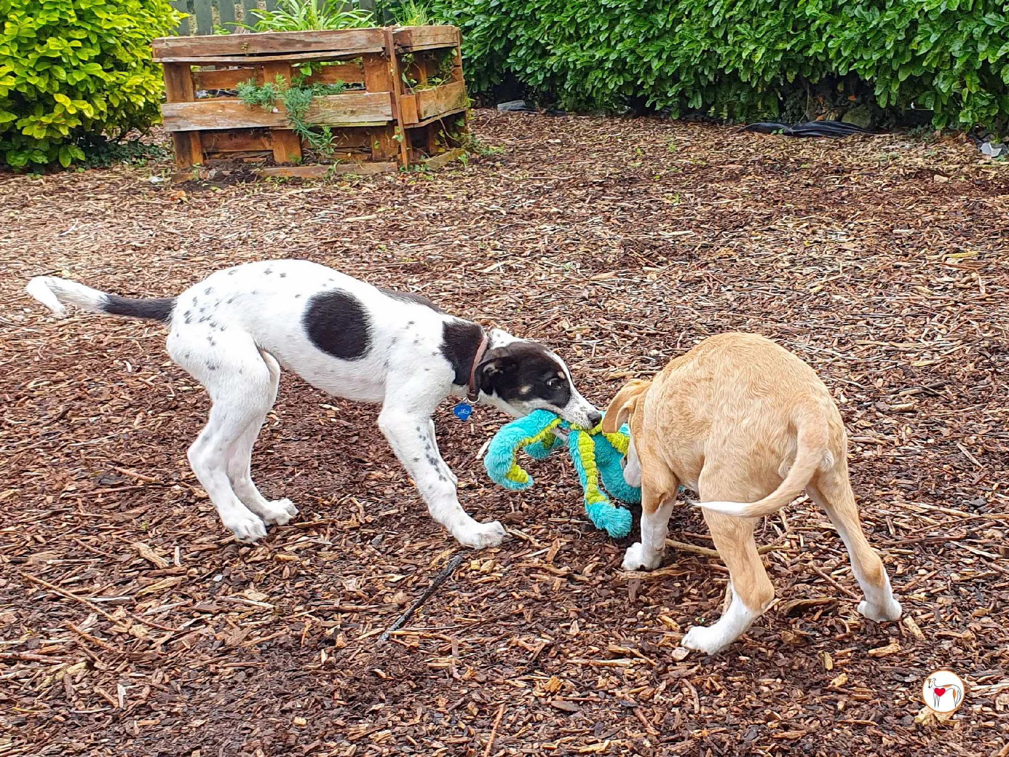 jitterbug grey cucciolo adozione 1