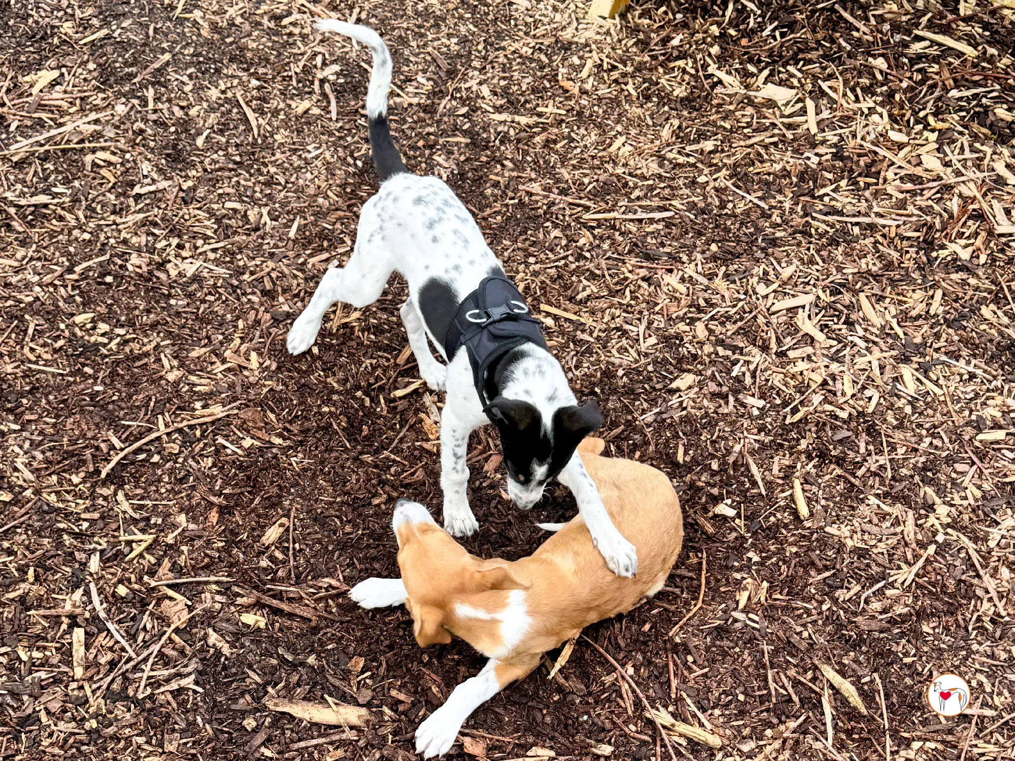 jitterbug grey cucciolo adozione 10