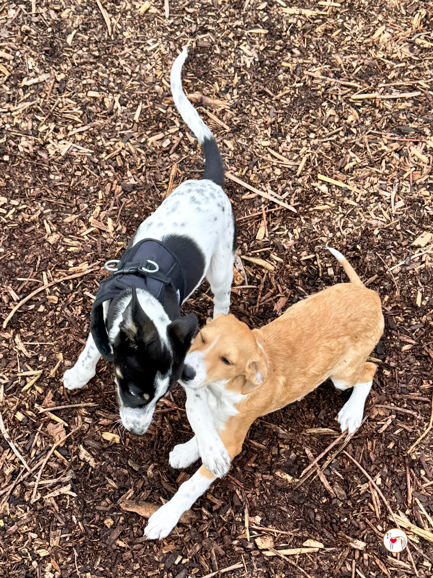 jitterbug grey cucciolo adozione 11