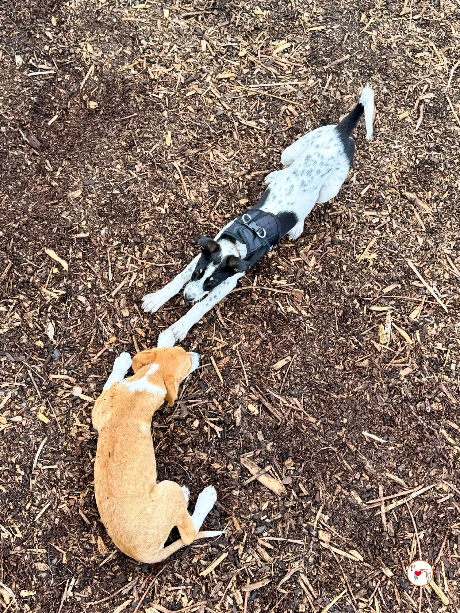 jitterbug grey cucciolo adozione 12