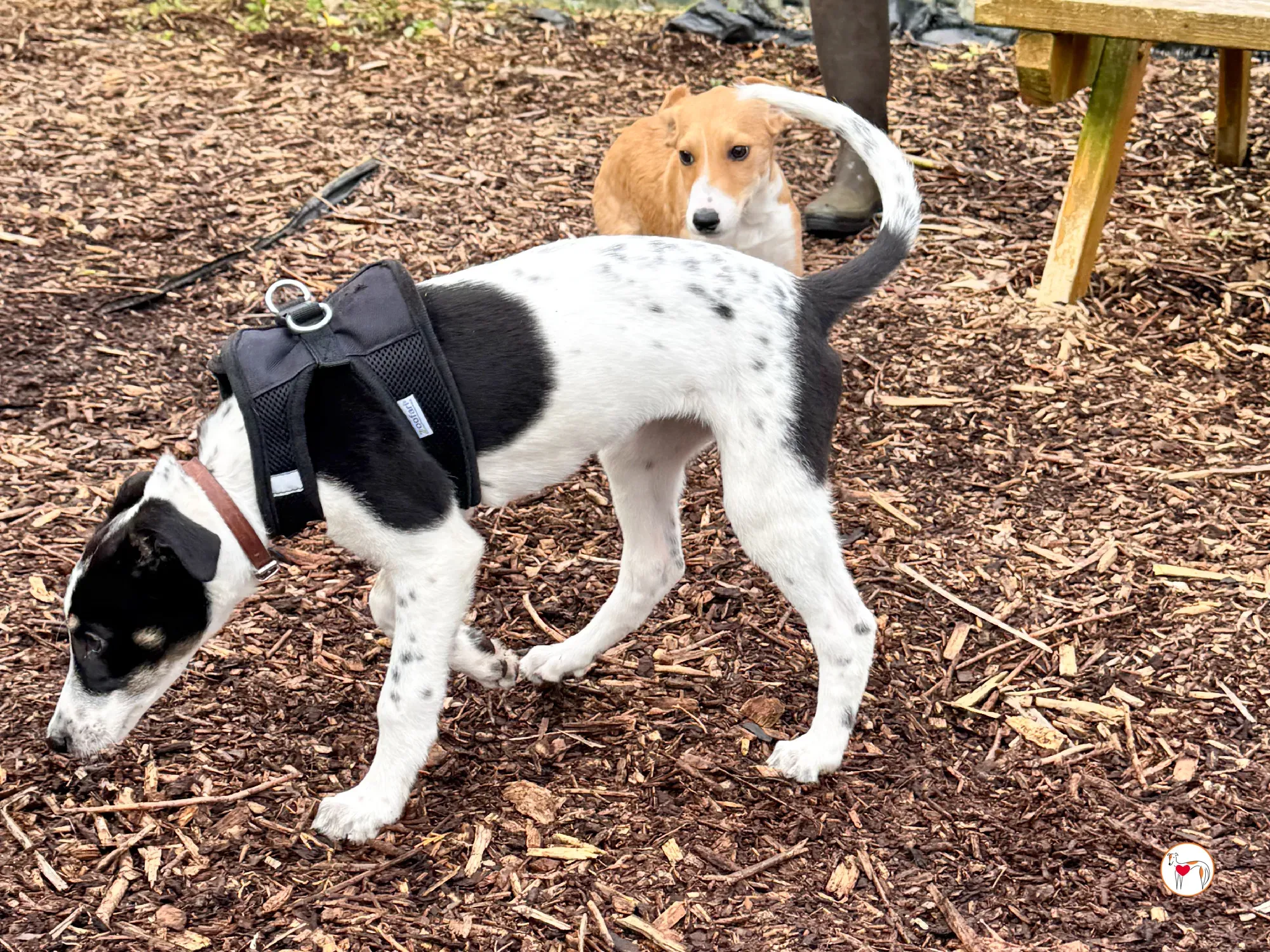 jitterbug grey cucciolo adozione 13