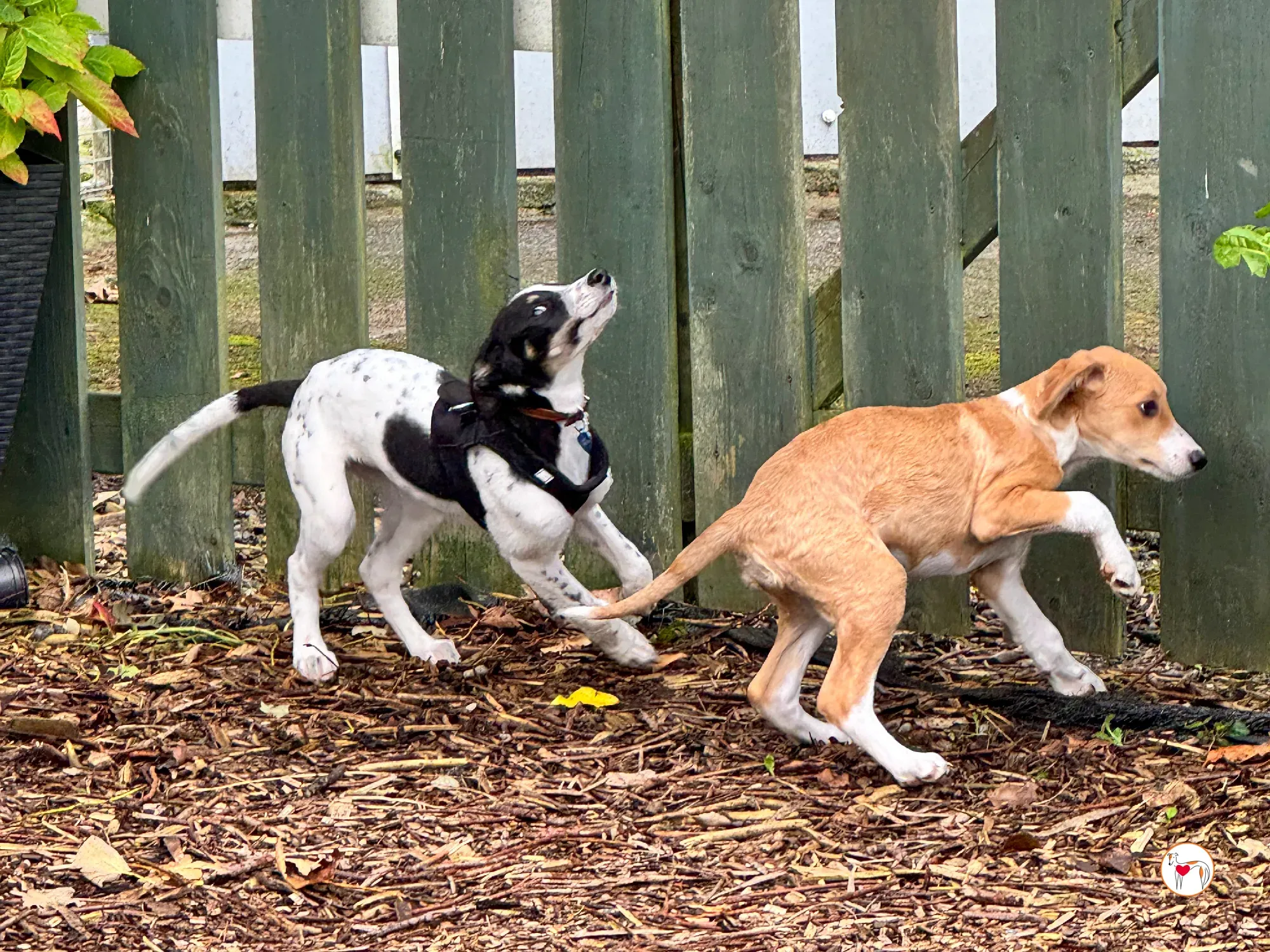 jitterbug grey cucciolo adozione 14