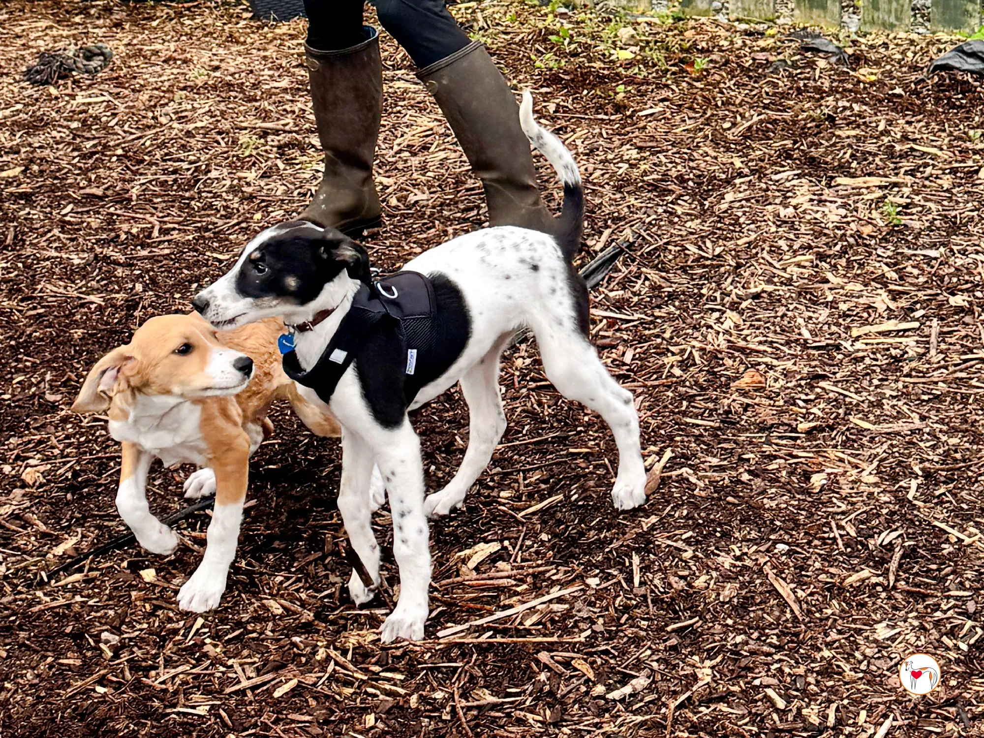 jitterbug grey cucciolo adozione 15