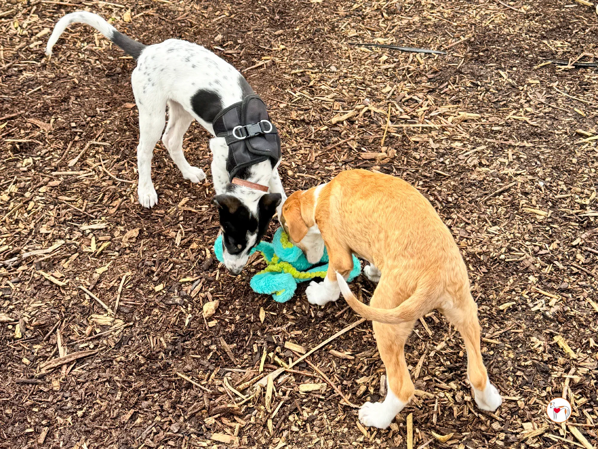 jitterbug grey cucciolo adozione 16