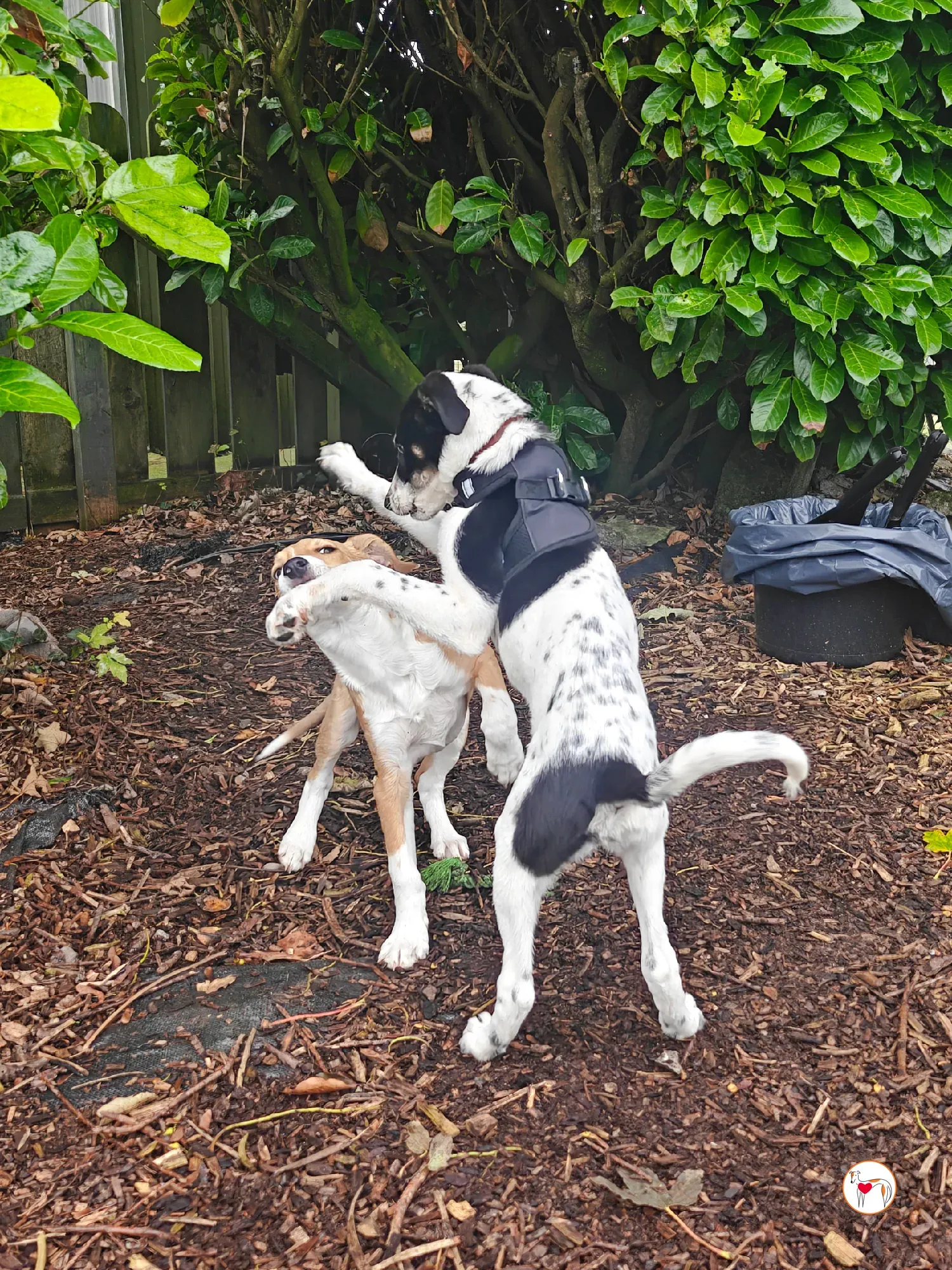 jitterbug grey cucciolo adozione 17