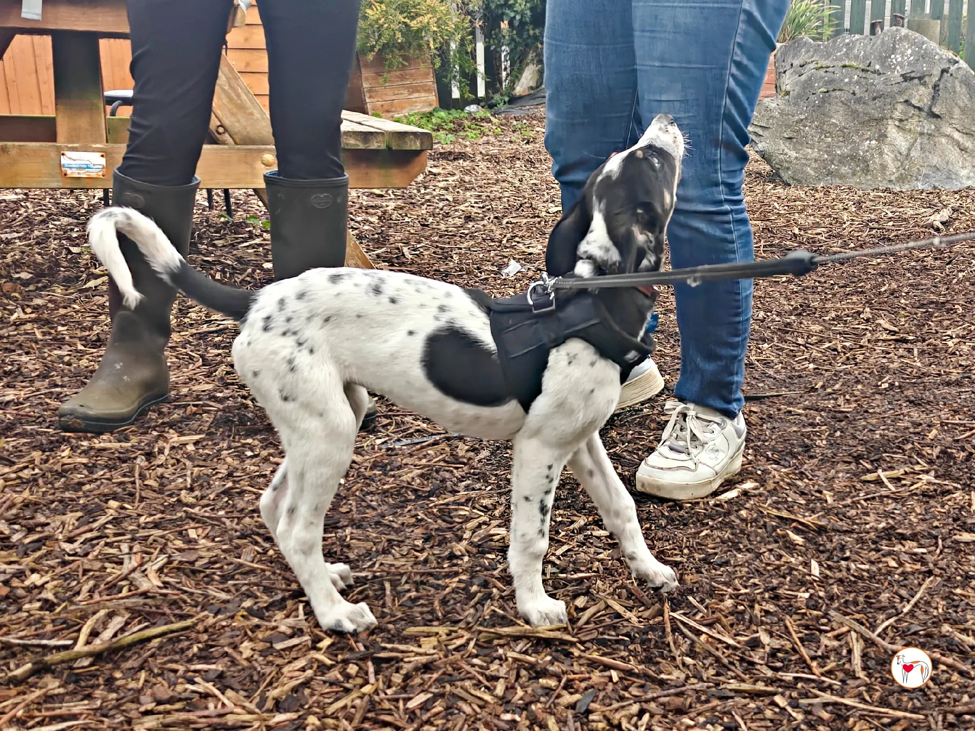 jitterbug grey cucciolo adozione 18