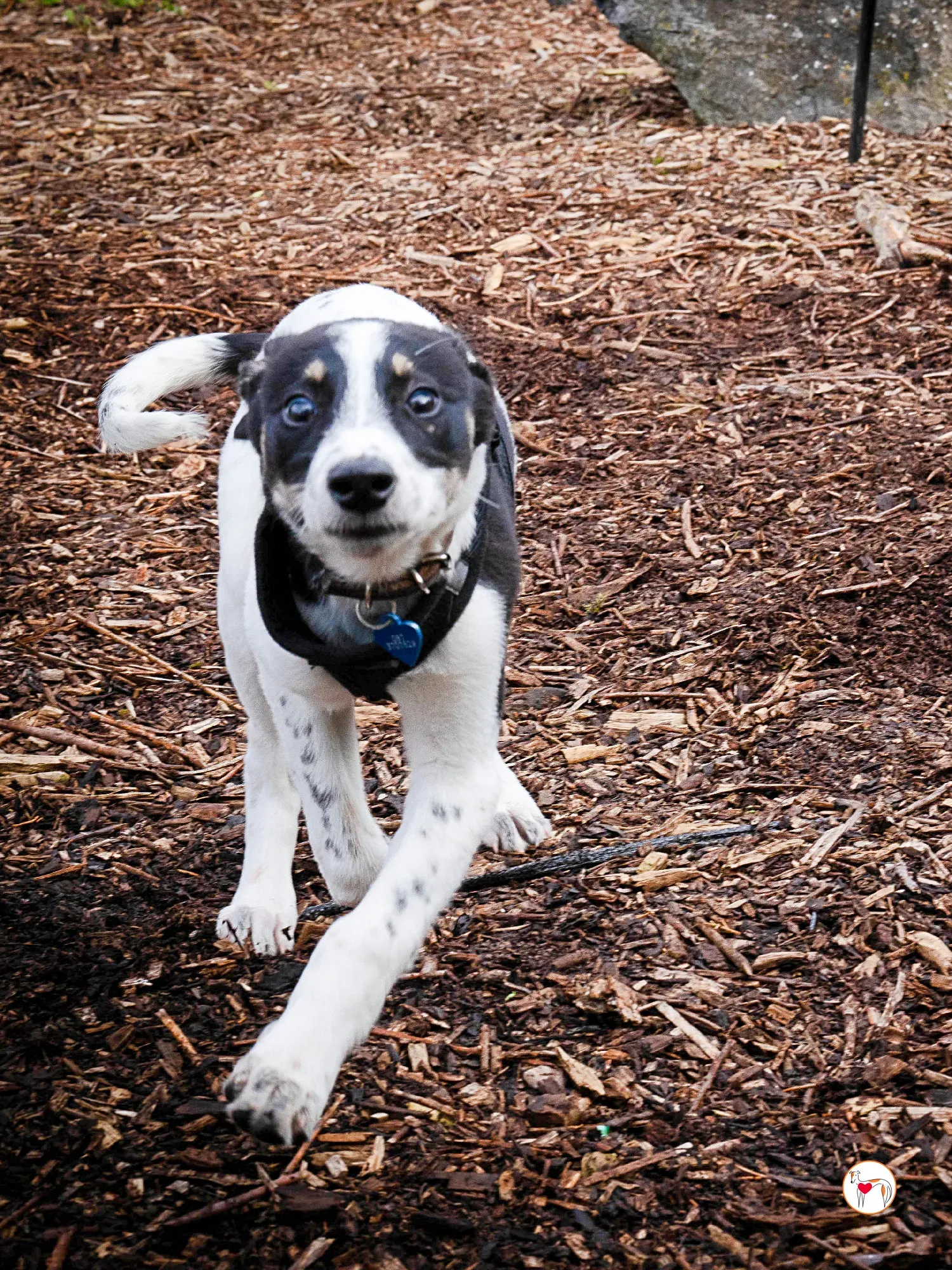 jitterbug grey cucciolo adozione 19