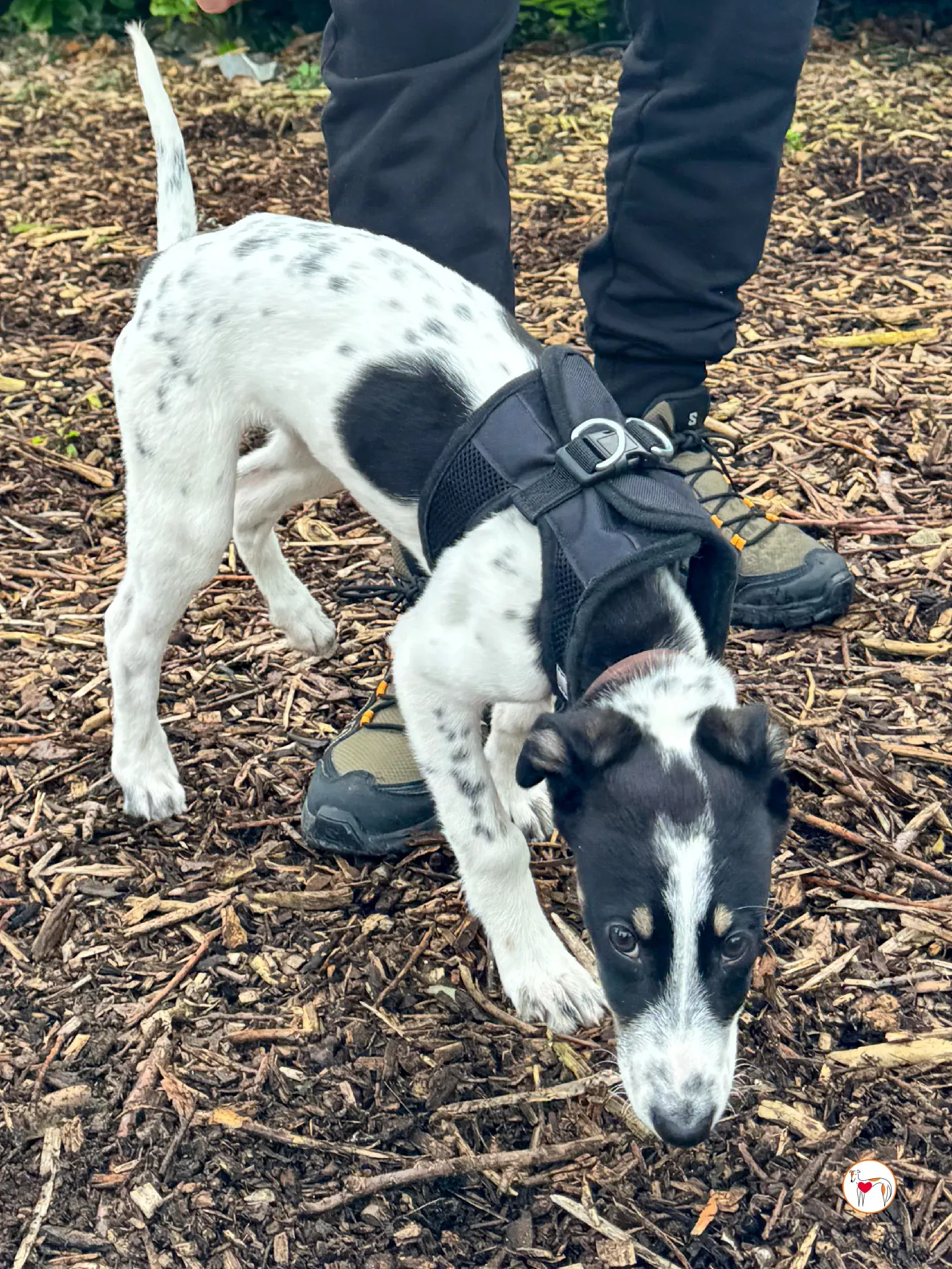 jitterbug grey cucciolo adozione 2