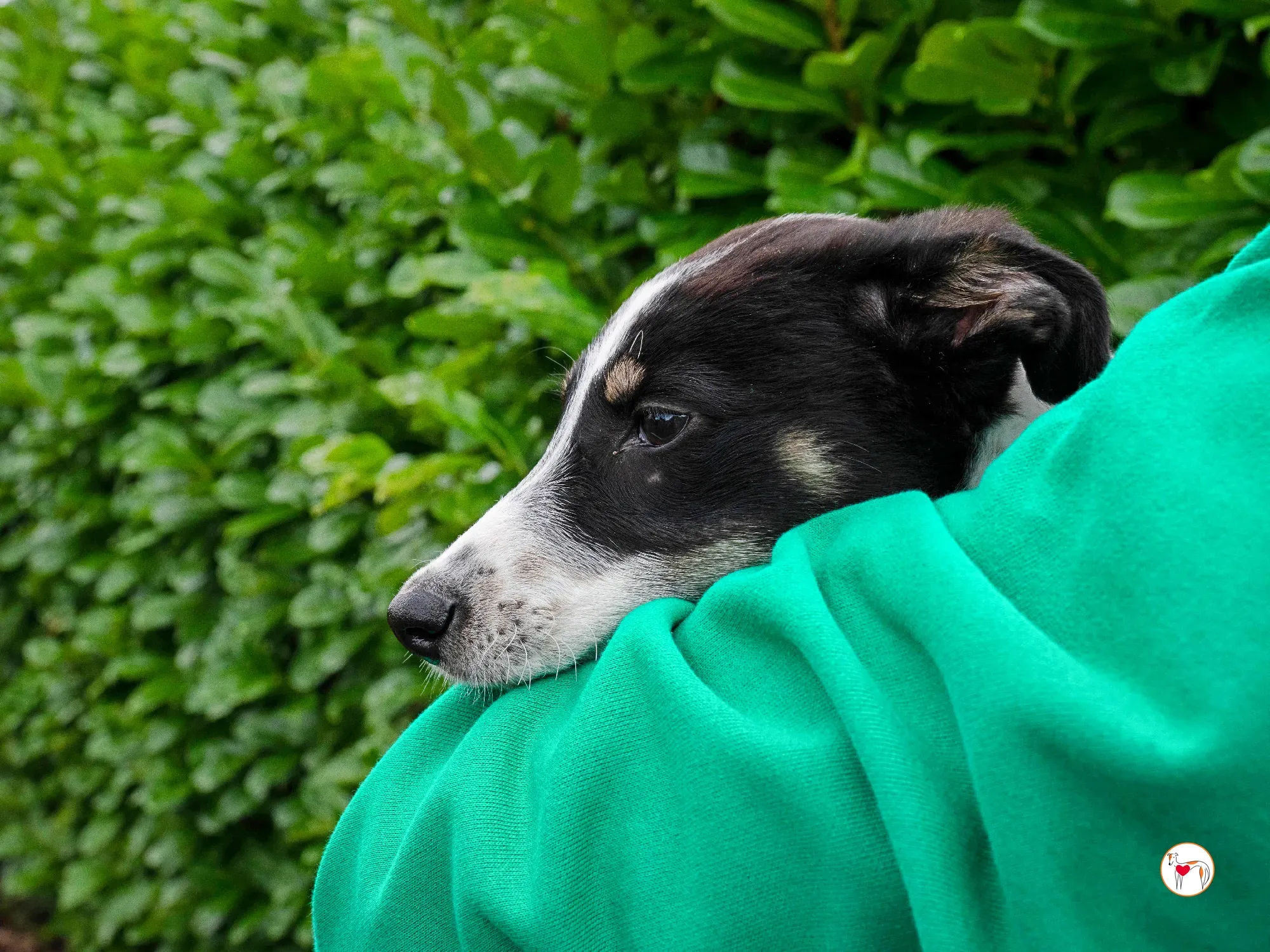 jitterbug grey cucciolo adozione 20