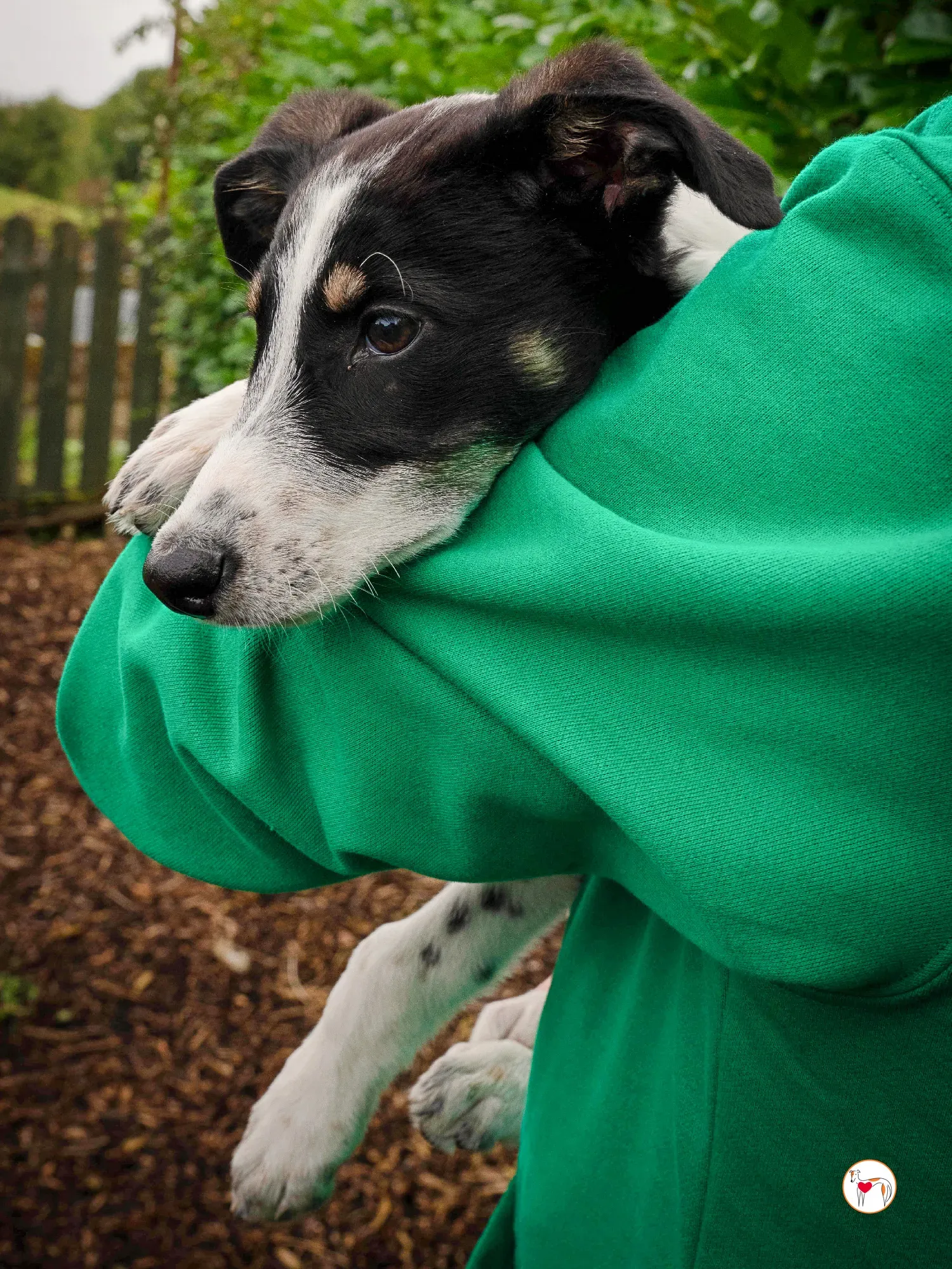 jitterbug grey cucciolo adozione 21