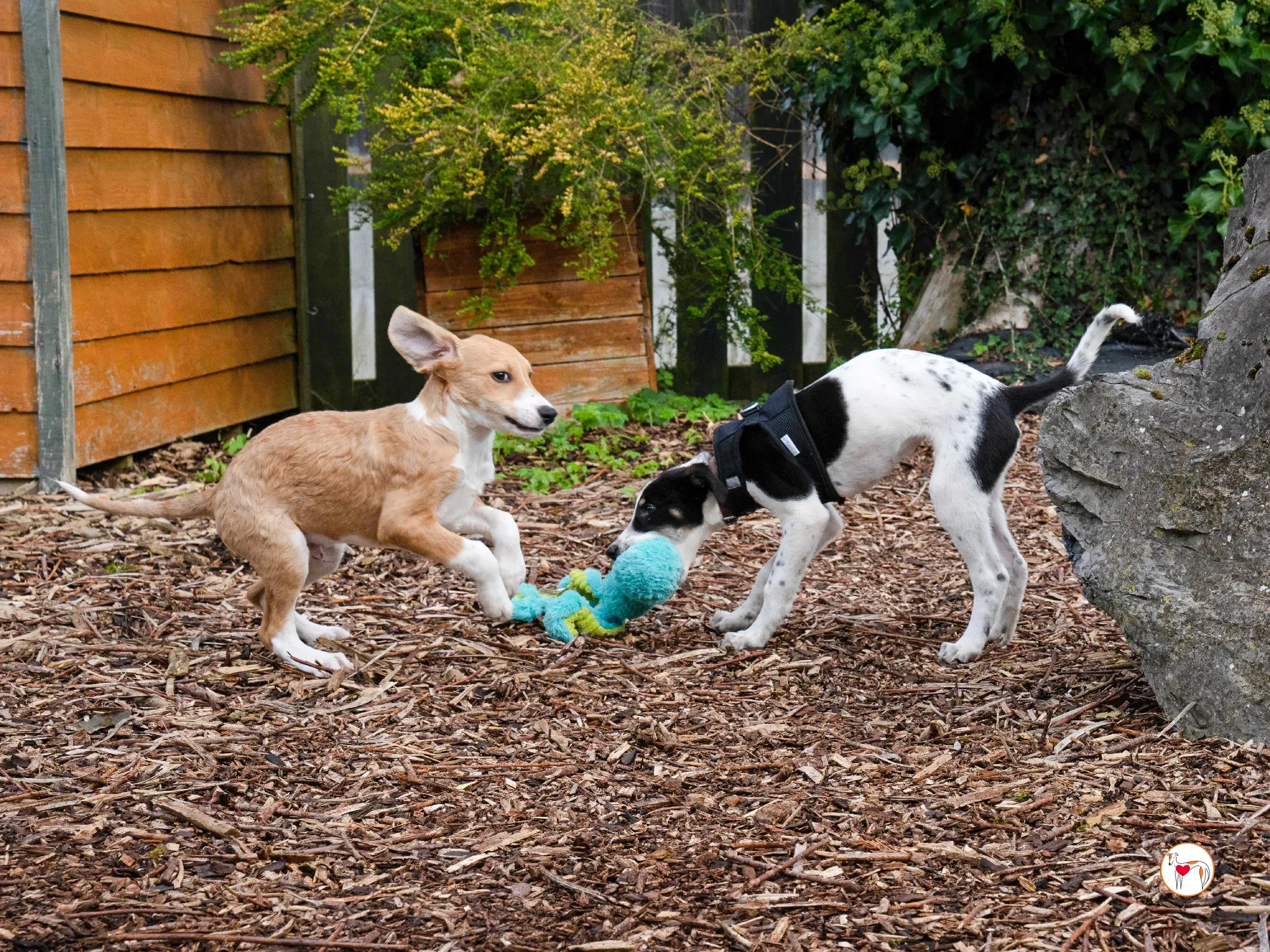 jitterbug grey cucciolo adozione 22