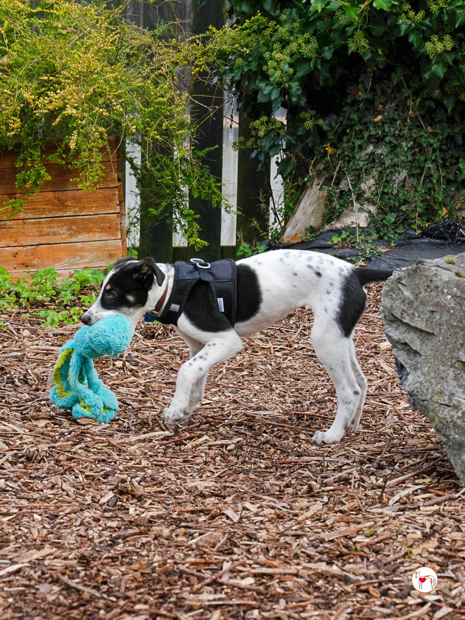 jitterbug grey cucciolo adozione 23