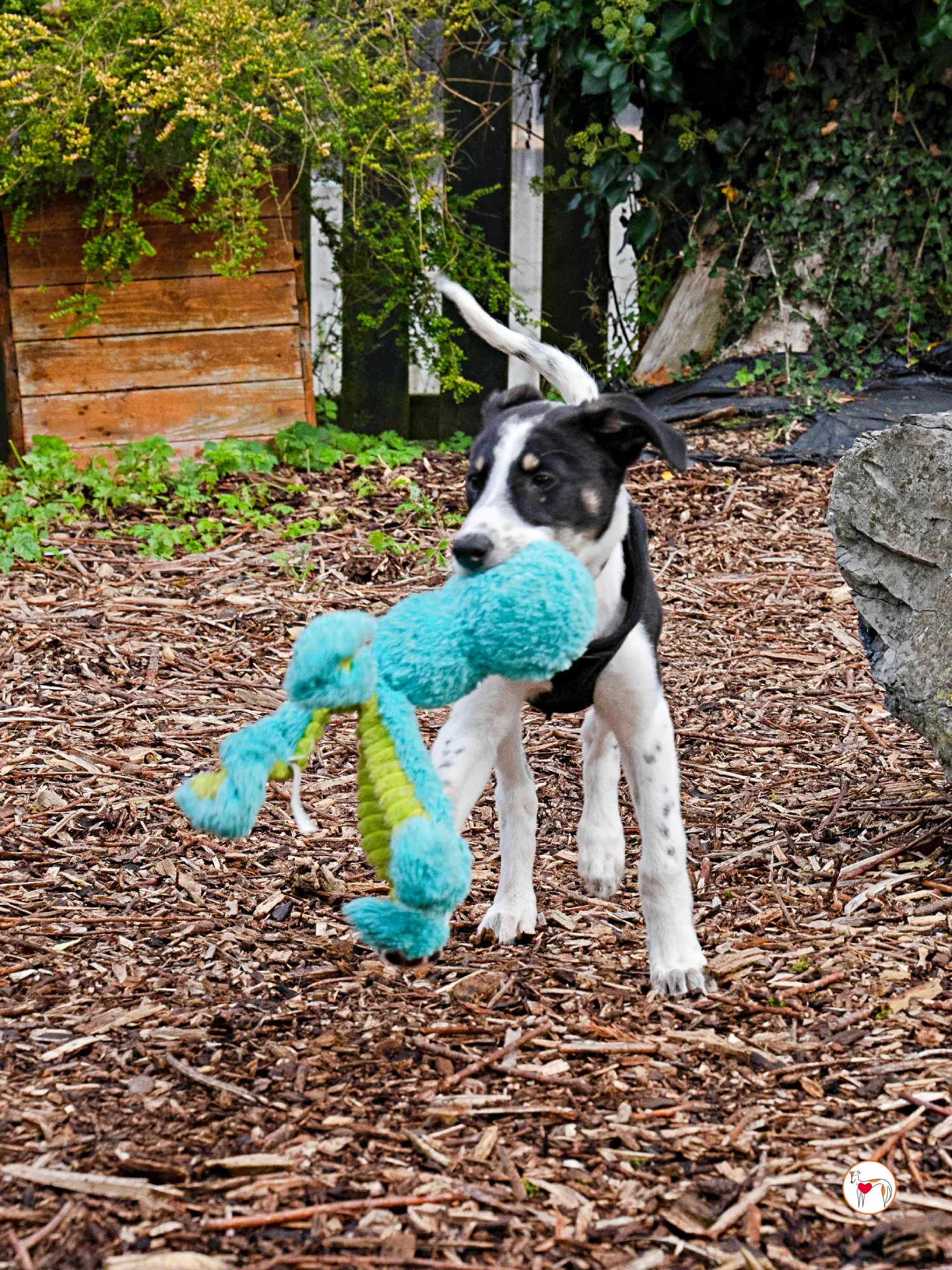 jitterbug grey cucciolo adozione 24