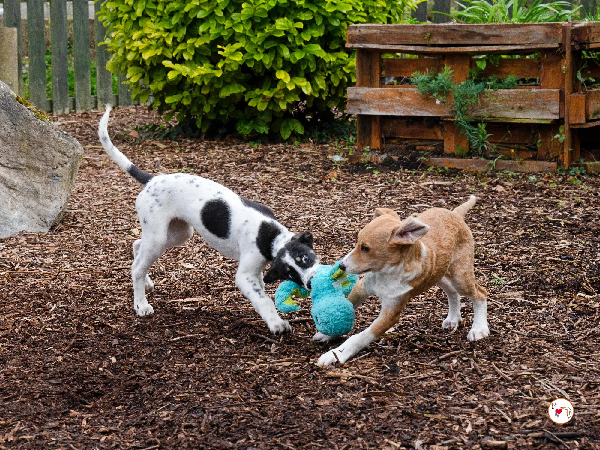 jitterbug grey cucciolo adozione 25