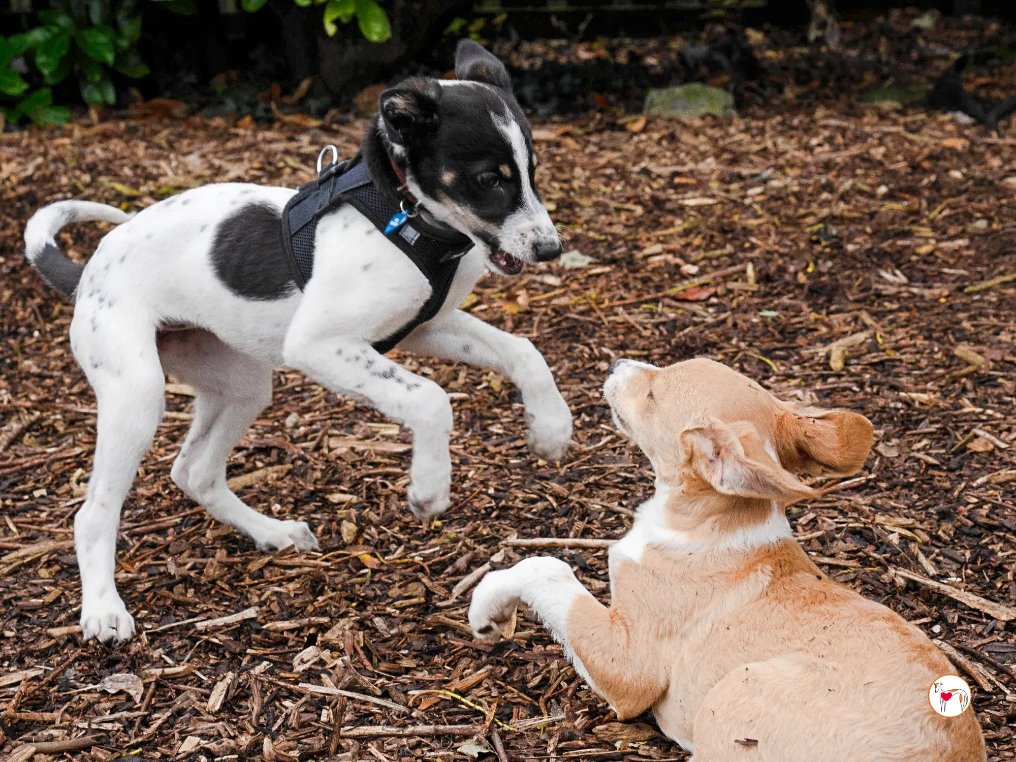 jitterbug grey cucciolo adozione 26