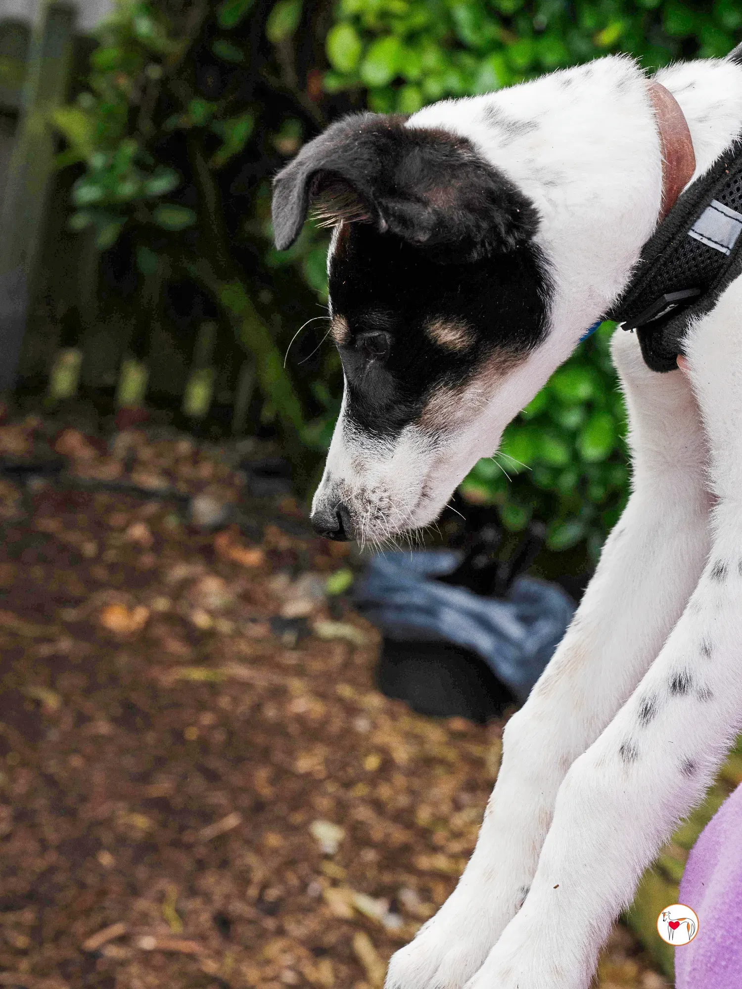 jitterbug grey cucciolo adozione 27