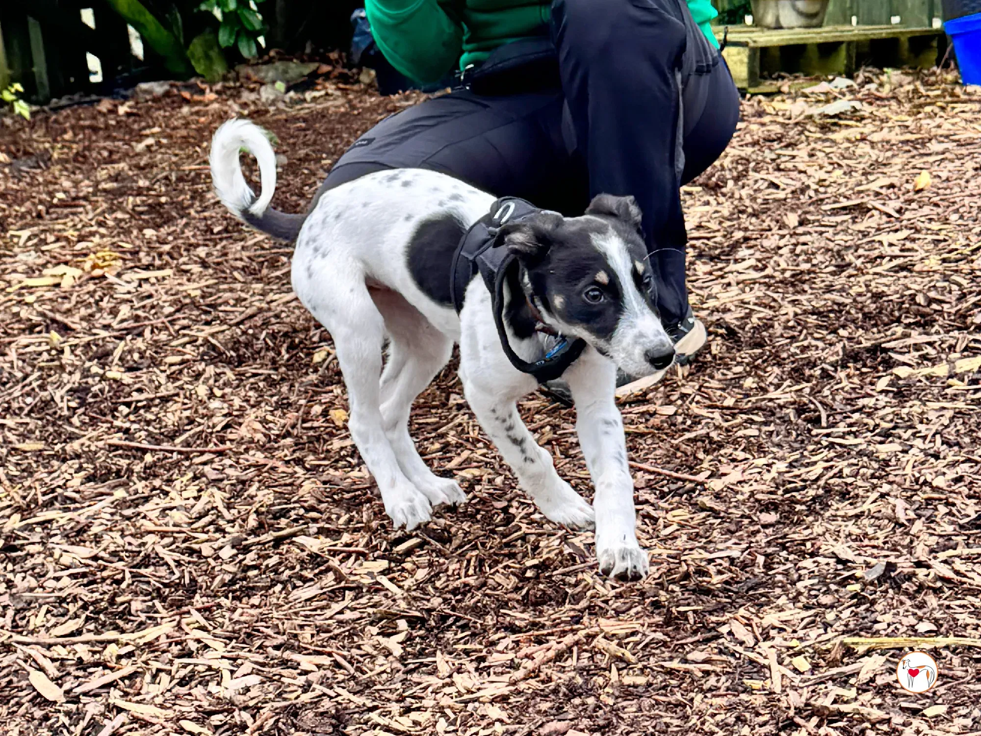 jitterbug grey cucciolo adozione 3