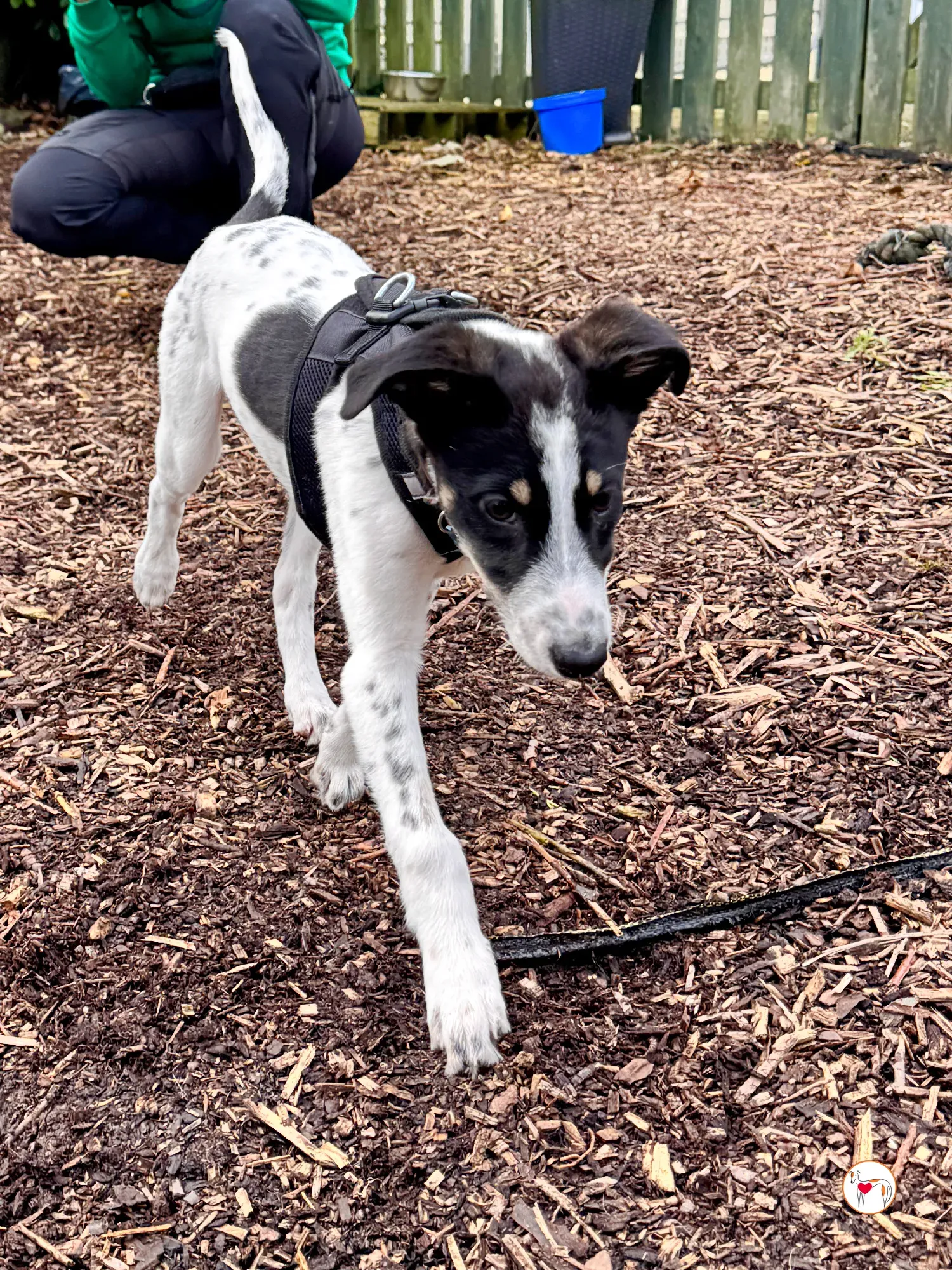 jitterbug grey cucciolo adozione 4