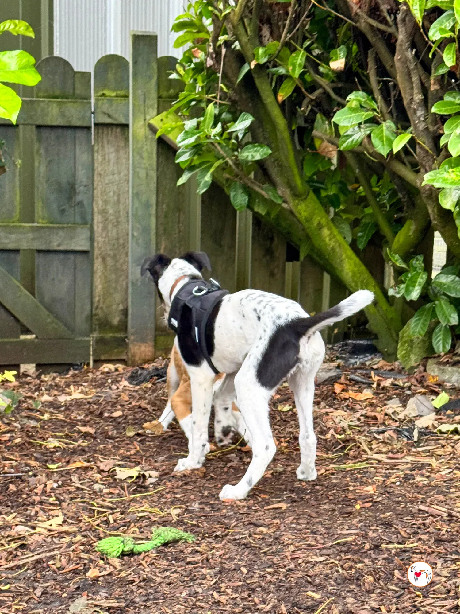 jitterbug grey cucciolo adozione 5