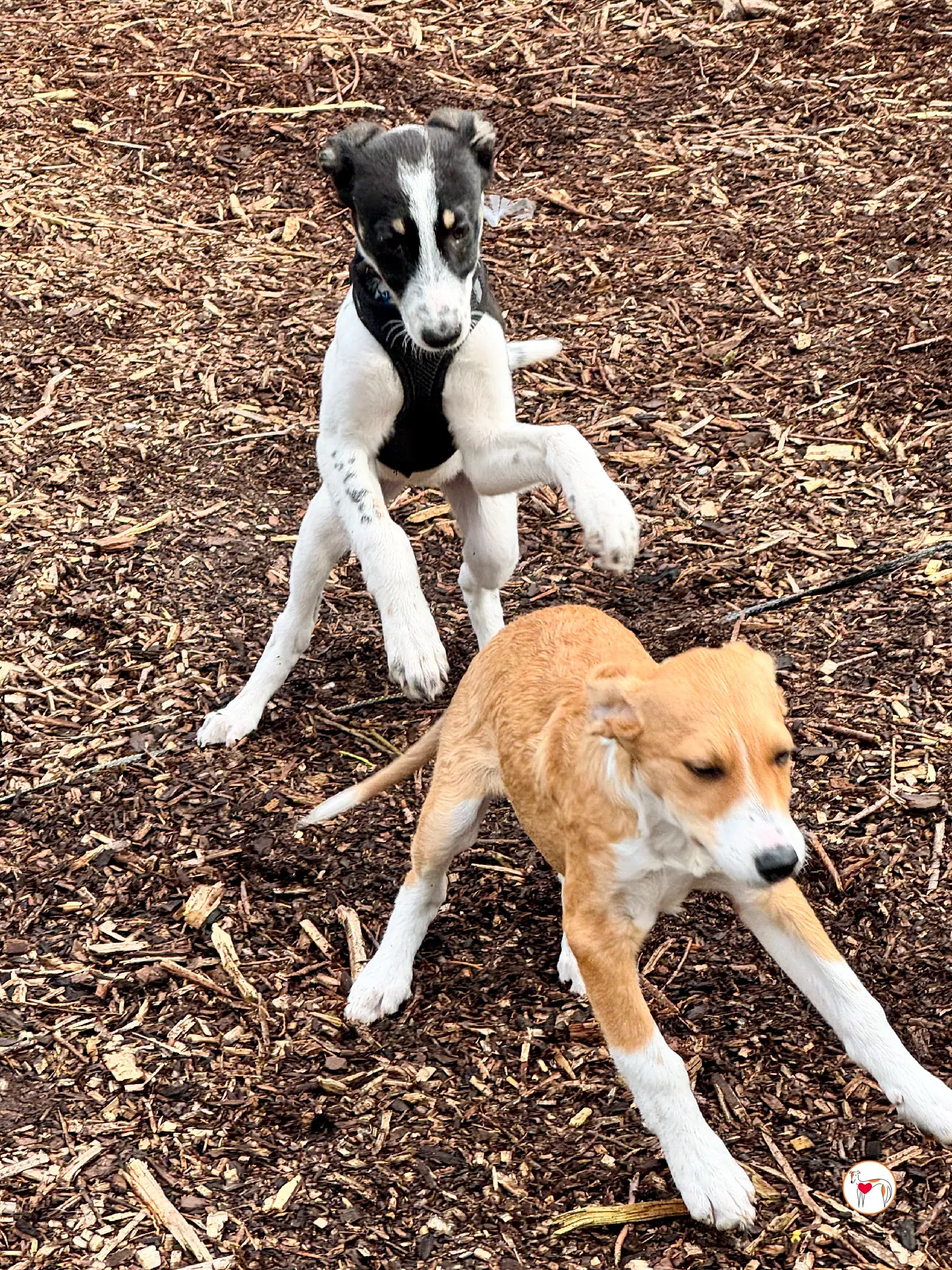 jitterbug grey cucciolo adozione 6