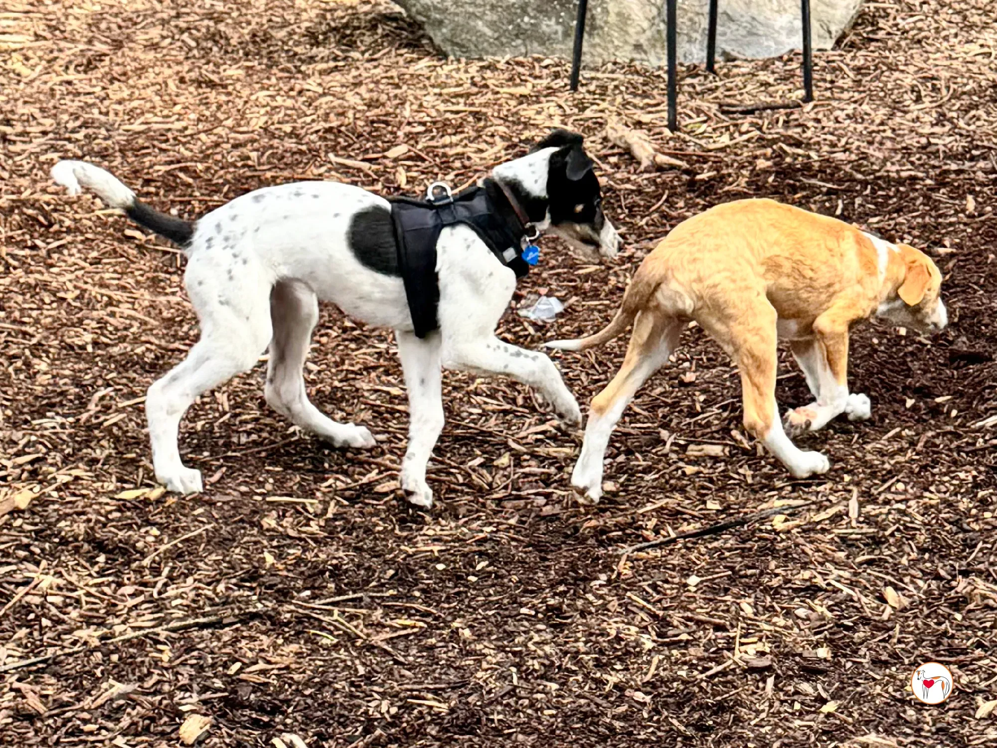 jitterbug grey cucciolo adozione 7