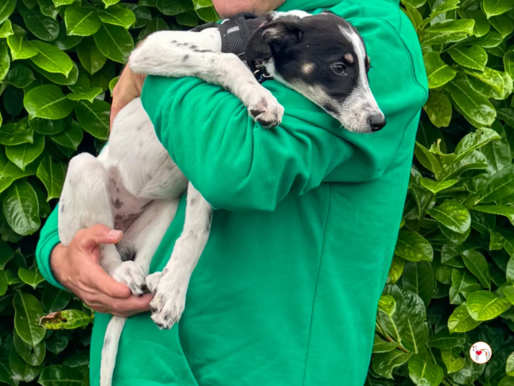 jitterbug grey cucciolo adozione 8