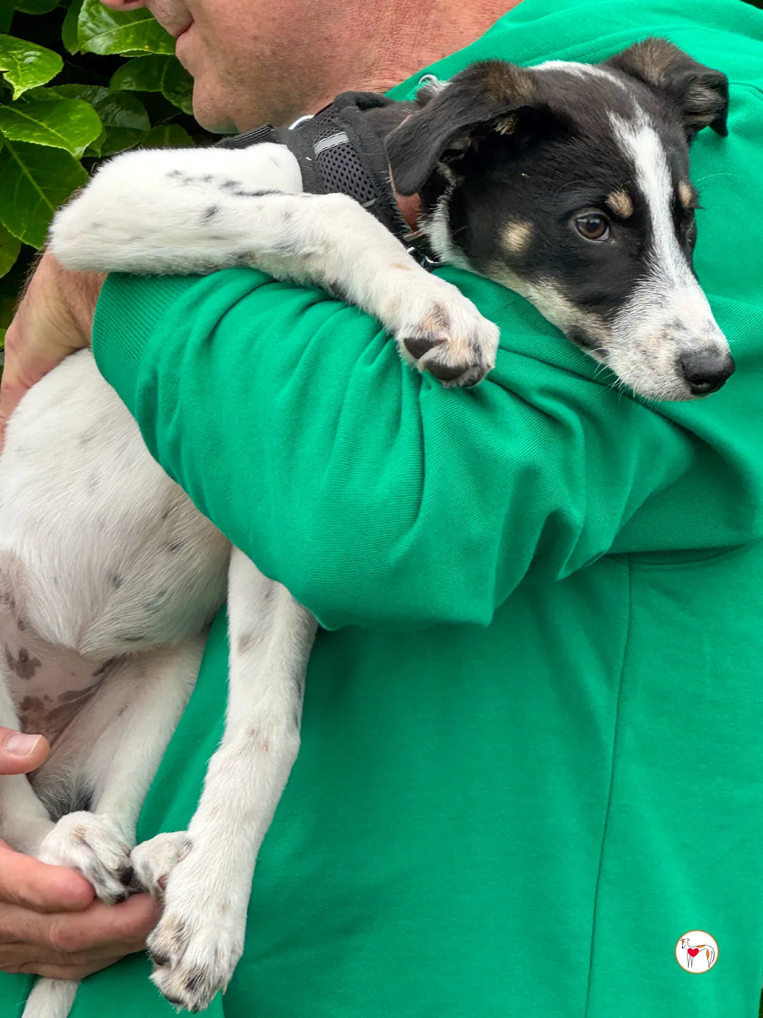 jitterbug grey cucciolo adozione 9