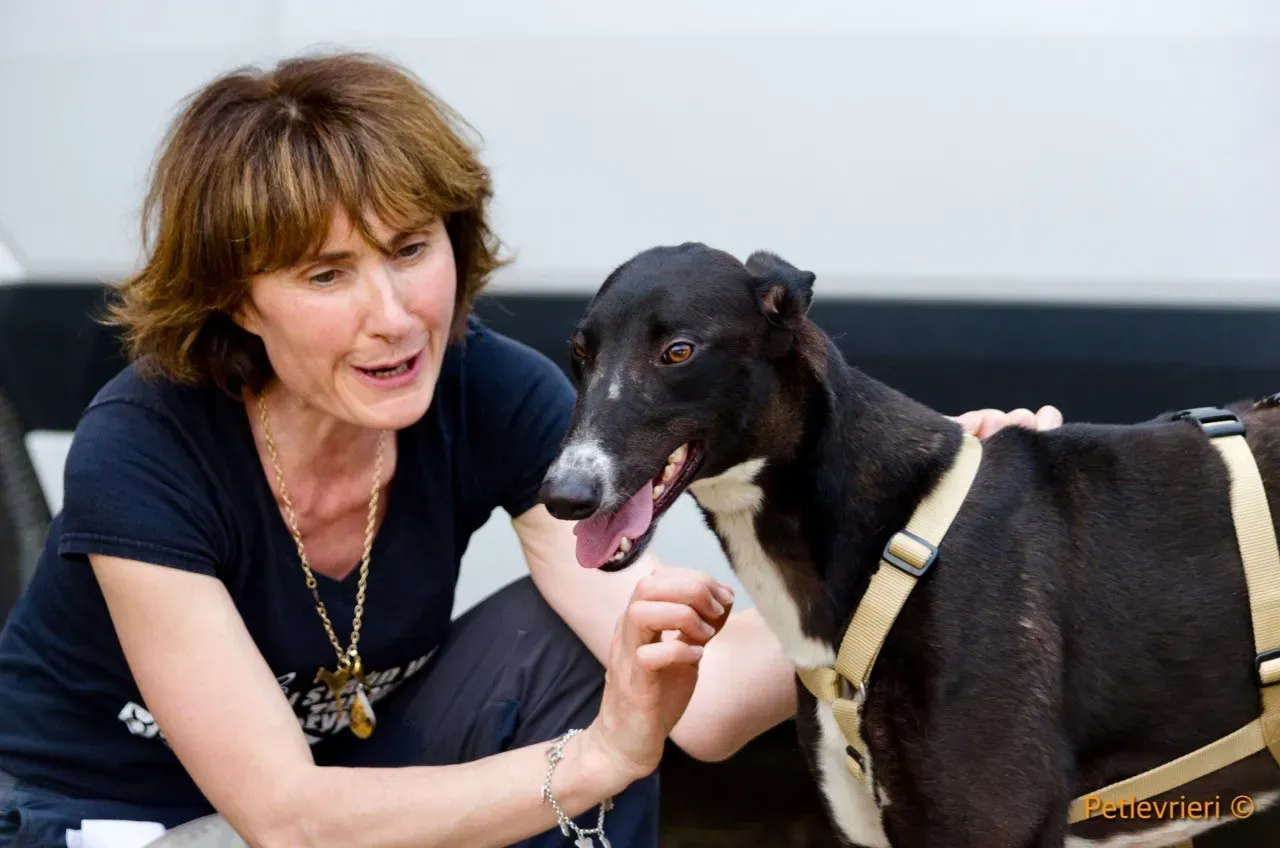 jive adozione levrieri greyhound 1 2