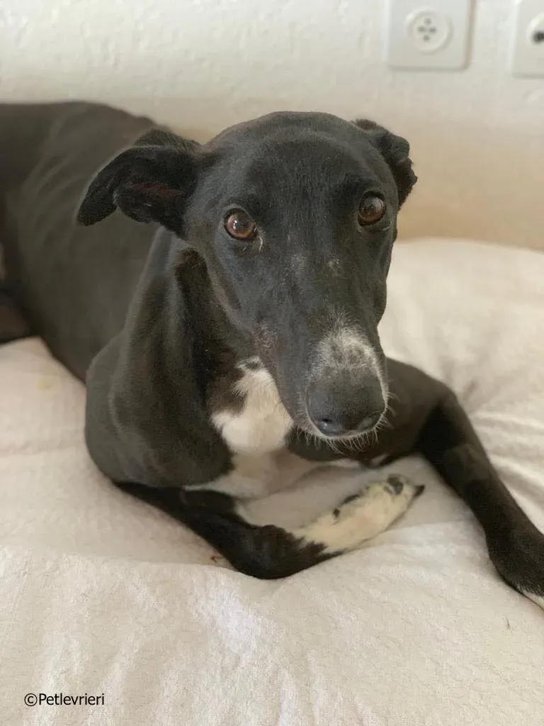 jive adozione levrieri greyhound 1 3