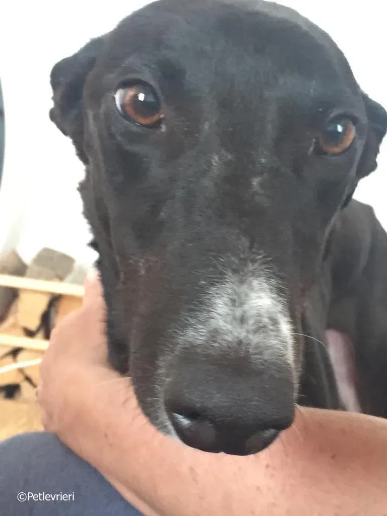 jive adozione levrieri greyhound 10 1