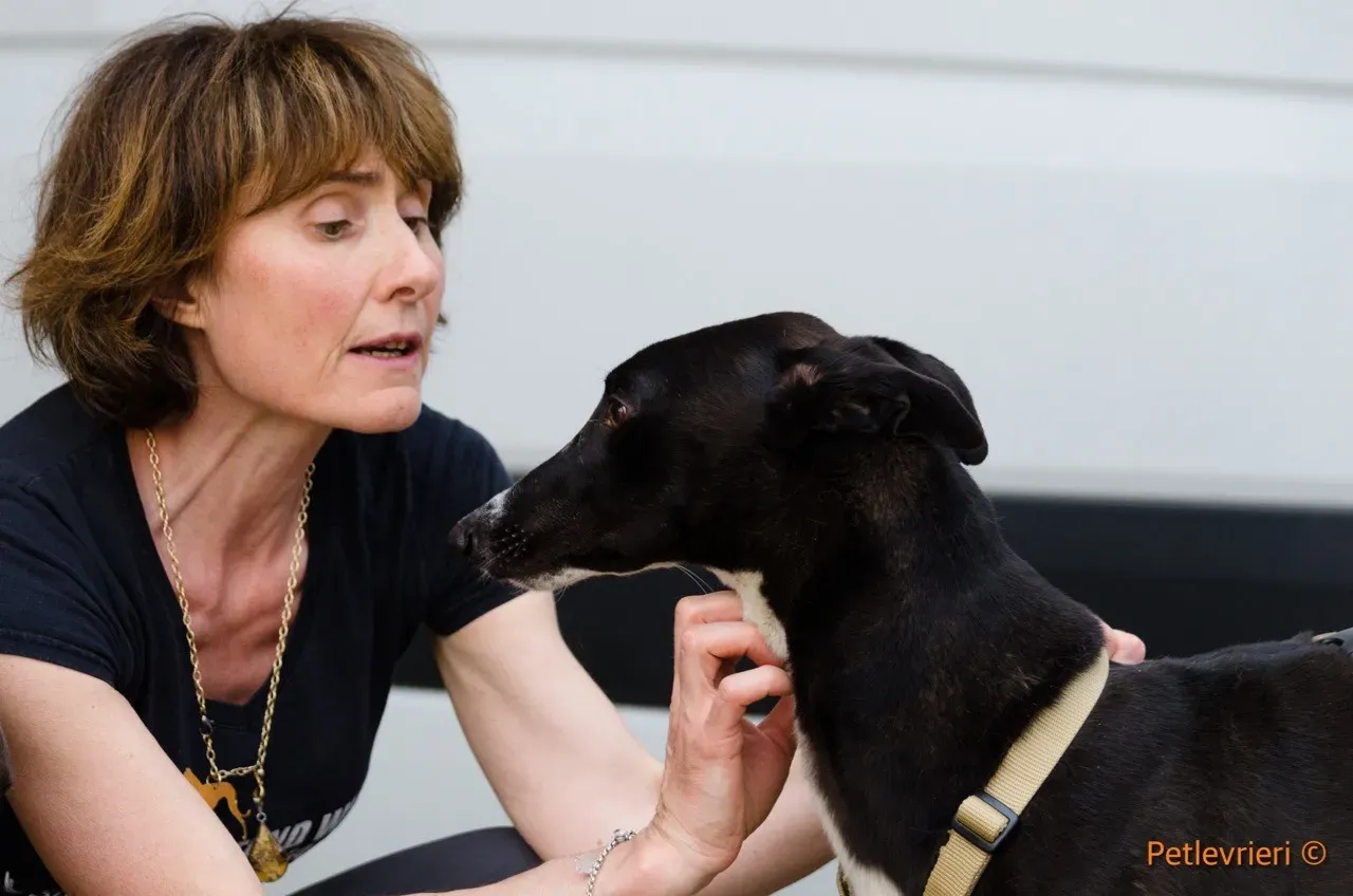 jive adozione levrieri greyhound 10