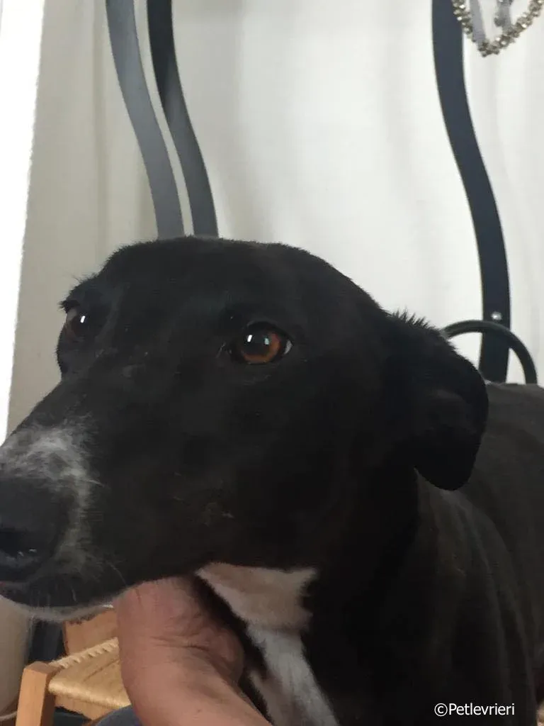 jive adozione levrieri greyhound 11 1