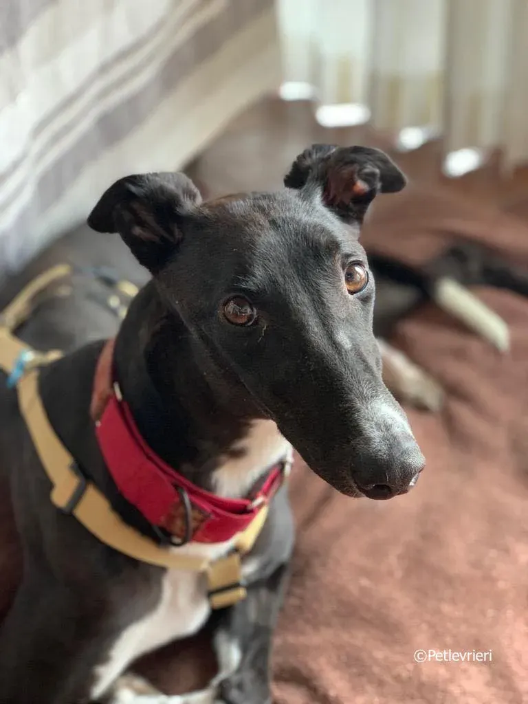 jive adozione levrieri greyhound 12