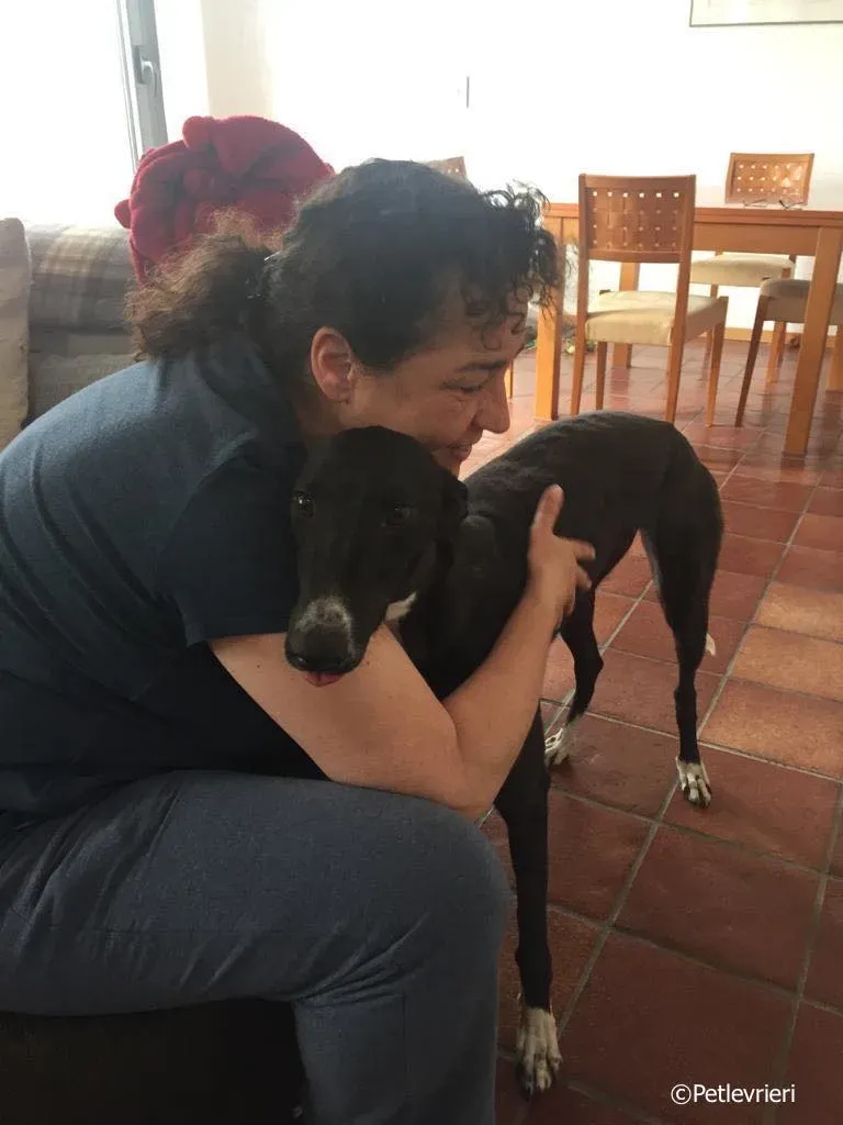 jive adozione levrieri greyhound 13